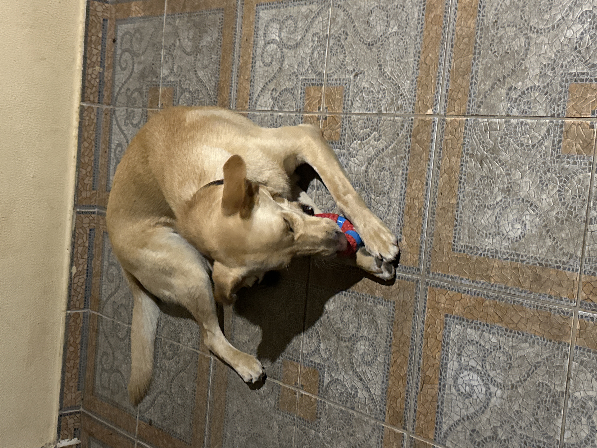 A tan-colored dog is lying on its side on a tiled floor, chewing on a blue and red ball. The dog's body is mostly in the center of the frame, with its head bent down towards the ball. The floor is made of square tiles with a pattern of smaller mosaic-like tiles within. The wall behind the dog is a neutral, light color. There are no people visible in the image. The lighting suggests an indoor environment, possibly at night or in a dimly lit area. There is no information within the image to suggest the location is Sochi, Russia.