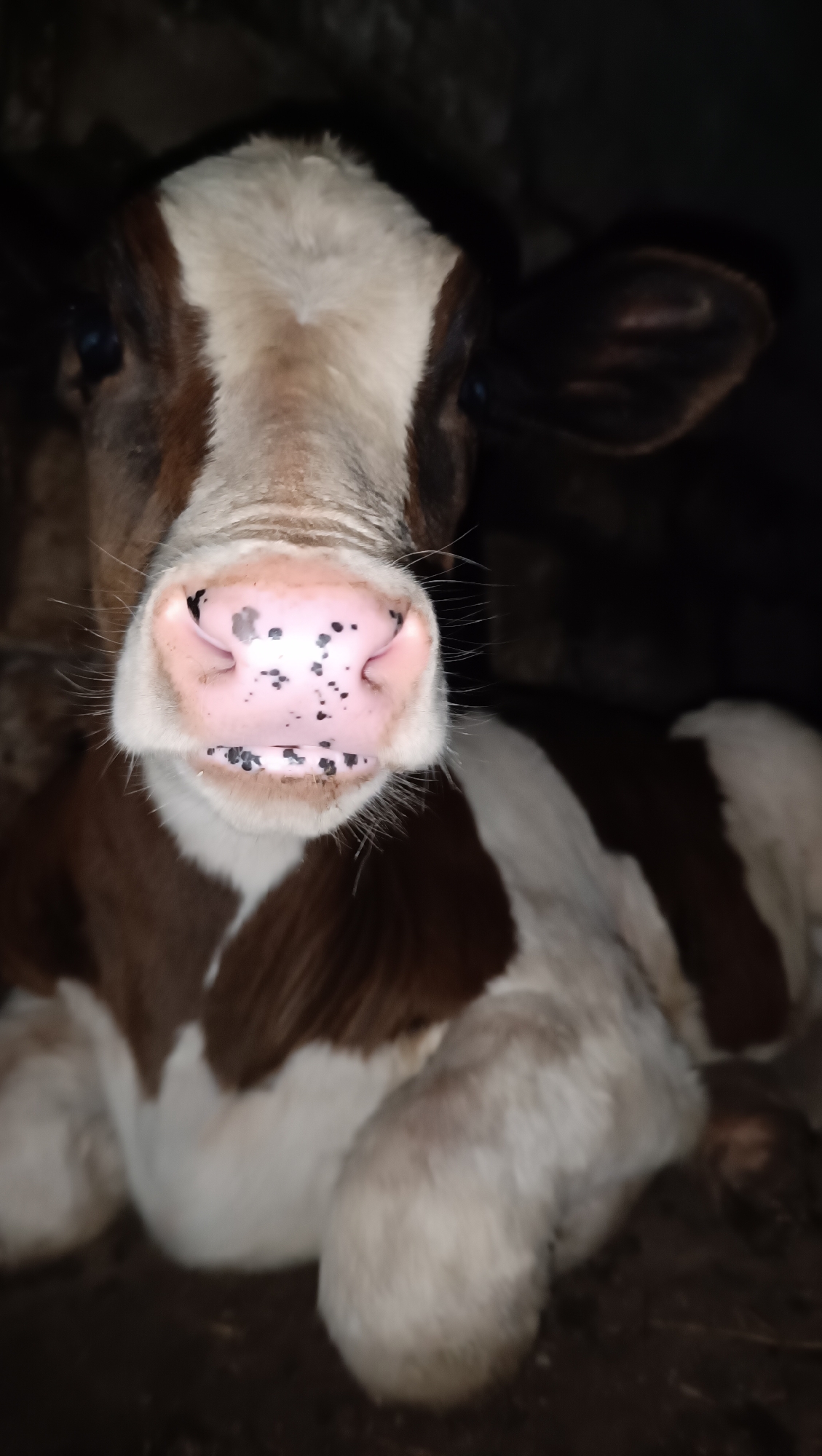 The image shows a close-up, head-on view of a young calf. The calf has brown and white markings on its face and body. Its nose is pink with black speckles. The calf is lying down in what appears to be a dark, possibly indoor, environment. The background is mostly dark and out of focus.