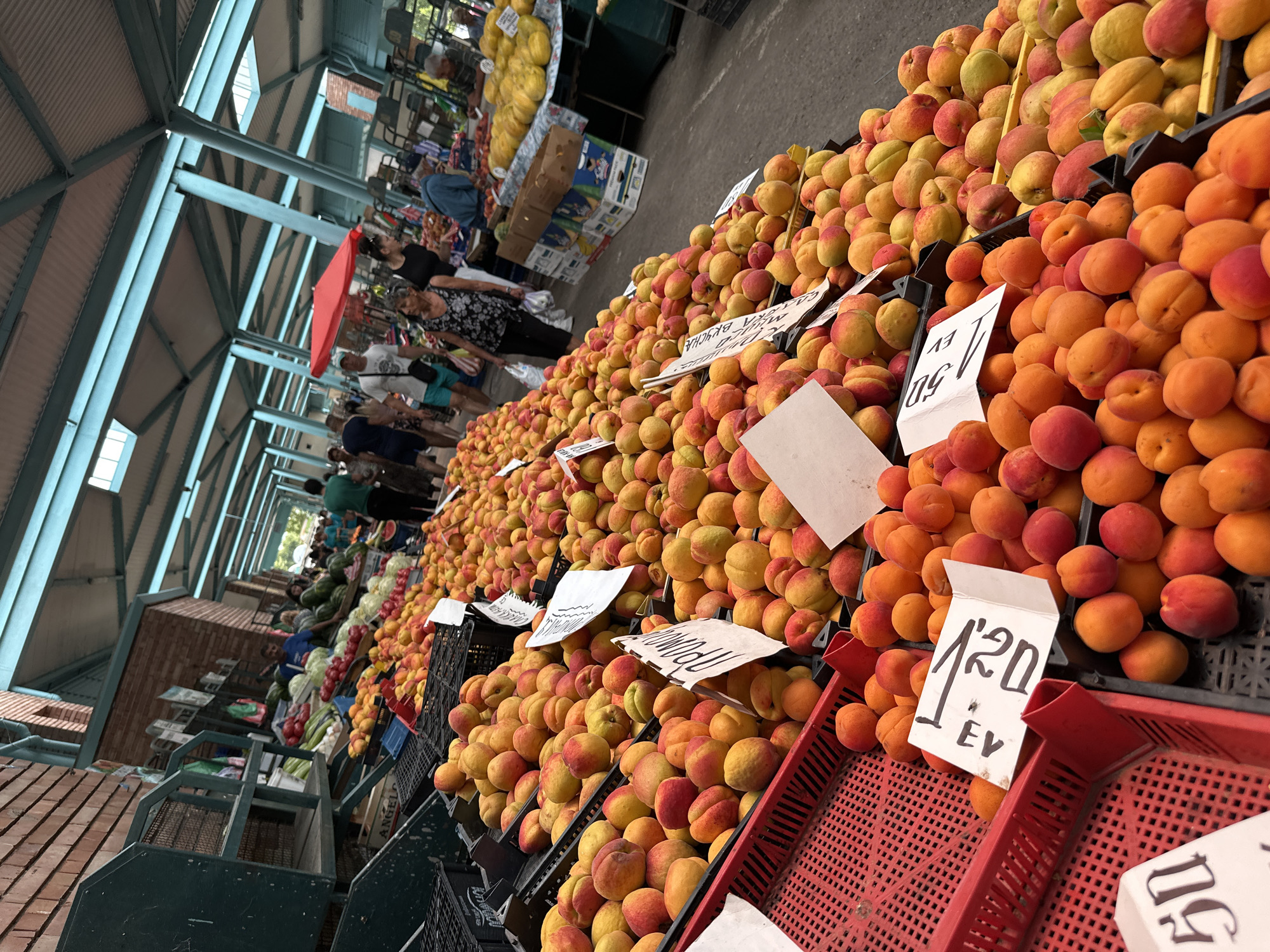 The image depicts an outdoor market, likely in Sliven, Bulgaria, filled with an abundance of fresh produce, primarily apricots. The market stalls are covered by a corrugated metal roof supported by light blue metal beams, with some skylights allowing natural light to filter through. The ground appears to be paved.
In the foreground, a large display of apricots is prominently featured, filling black plastic crates and spilling over into red plastic crates. Several white signs with handwritten text are placed among the fruit, likely indicating prices or types. The apricots vary in color from bright orange to red-blushed yellow.
Further into the market, other fruits and vegetables are visible, including watermelons, tomatoes, and what appear to be melons or cantaloupes.
Several people are present in the scene, browsing the stalls or working. A woman with dark hair wearing a black and white floral dress is visible in the mid-ground, carrying a white plastic bag. Another woman in a black top and patterned skirt is walking away from the camera. A man in a blue shirt is seen near a display of watermelons. An older man with gray hair sits behind a stall laden with melons. In the background, more shoppers and vendors are dispersed throughout the market.
The overall impression is a bustling, open-air marketplace characterized by the vibrant colors of fresh produce and the presence of shoppers and vendors.