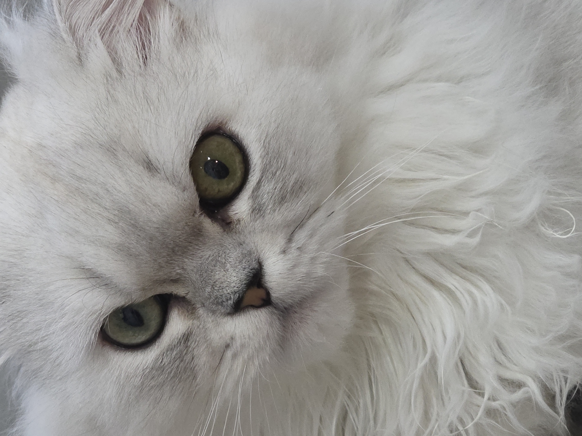 This is a close-up, eye-level shot of a white Persian cat's face, taken from a slightly angled, downward perspective. The cat's fur is long and fluffy, primarily white with subtle hints of grey shading around its eyes and nose. Its eyes are a striking green, with visible reflections of light, giving them a lively appearance. The cat's nose is small and a light brown color, with delicate whiskers fanning out from its muzzle. The lighting appears to be soft and diffused, suggesting an indoor setting. The focus is sharply on the cat's face, particularly its eyes and nose, while the rest of its fur is softly blurred. There is no visible text in the image. The emotion conveyed is one of calm and perhaps gentle curiosity.