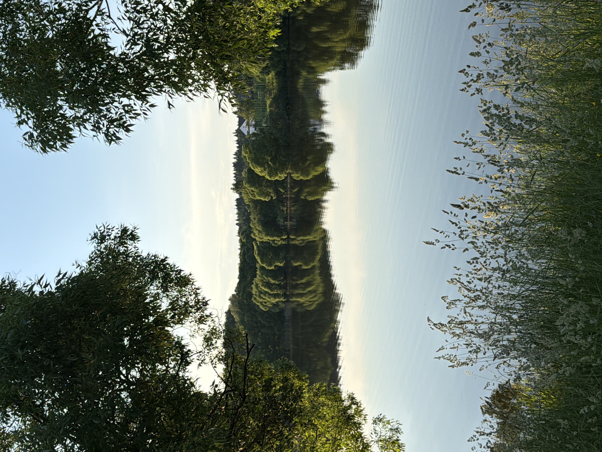 The image depicts a tranquil natural scene at the edge of a body of water, likely a lake or a large pond, in the village of Satino-Russkoe, Russia. In the foreground, tall green grasses and seed stalks sway gently, catching the sunlight. These plants line the bank of the water, creating a natural border. The water itself is calm, with gentle ripples on its surface, reflecting the clear blue sky and the lush green trees that form a dense line along the opposite bank. The reflection of the trees is also visible on the water's surface, creating a symmetrical and serene visual effect. Beyond the trees, a few buildings, including what appears to be a white house with a red roof, are visible nestled among the greenery. The sky above is a pale, soft blue, transitioning to a lighter hue near the horizon, suggesting either early morning or late afternoon light. The overall atmosphere is one of peacefulness and natural beauty.