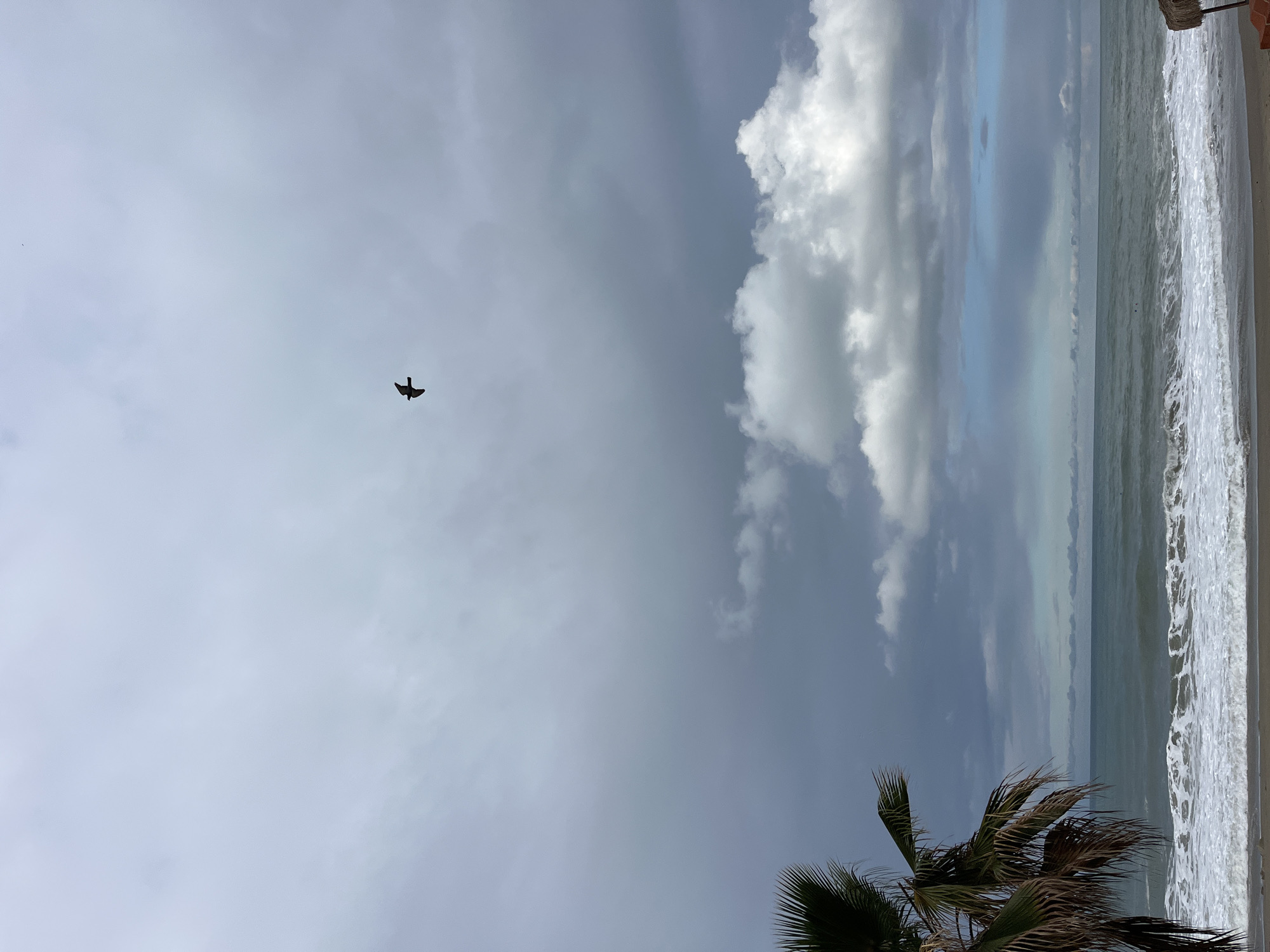 The image depicts a beach scene in Alanya, Turkey. The sky is overcast with scattered clouds, including a prominent cluster of cumulus clouds near the horizon. A bird is flying in the left side of the frame. The sea is visible, with waves breaking along the shoreline. A palm tree is present in the bottom corner of the frame.