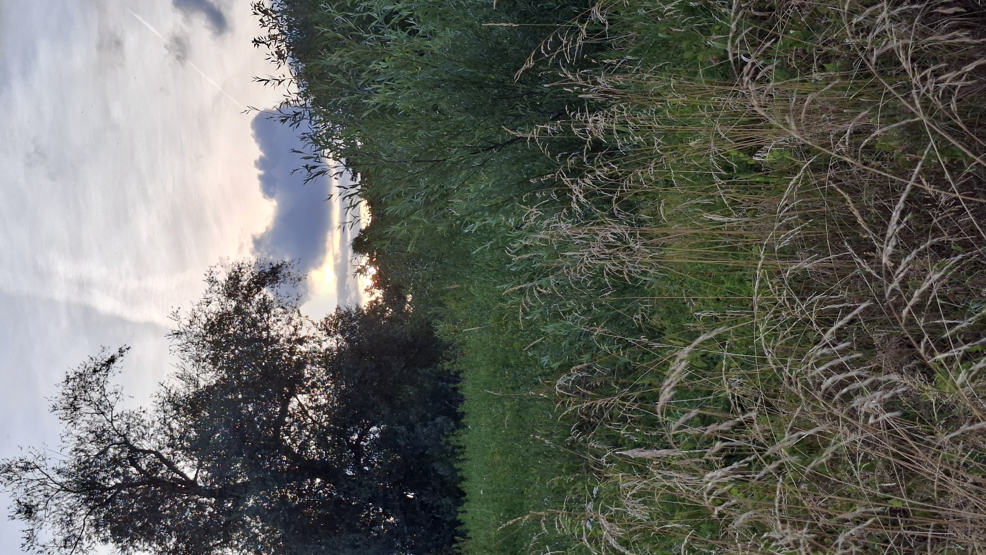 The image shows a natural landscape scene at dusk. In the foreground, there is tall, dry grass. Behind this, a dense green field of vegetation stretches towards a line of trees. A large, dark tree with sparse leaves is visible on the left side of the frame, silhouetted against the sky. The sky is cloudy with streaks of contrails from aircraft, and the setting sun casts a soft glow through a gap in the clouds, illuminating a patch of sky with hues of pink and orange. The environment appears to be a rural or park-like area. This scene does not depict any specific location within the city of Cologne, Germany, and there are no people or observable actions taking place.