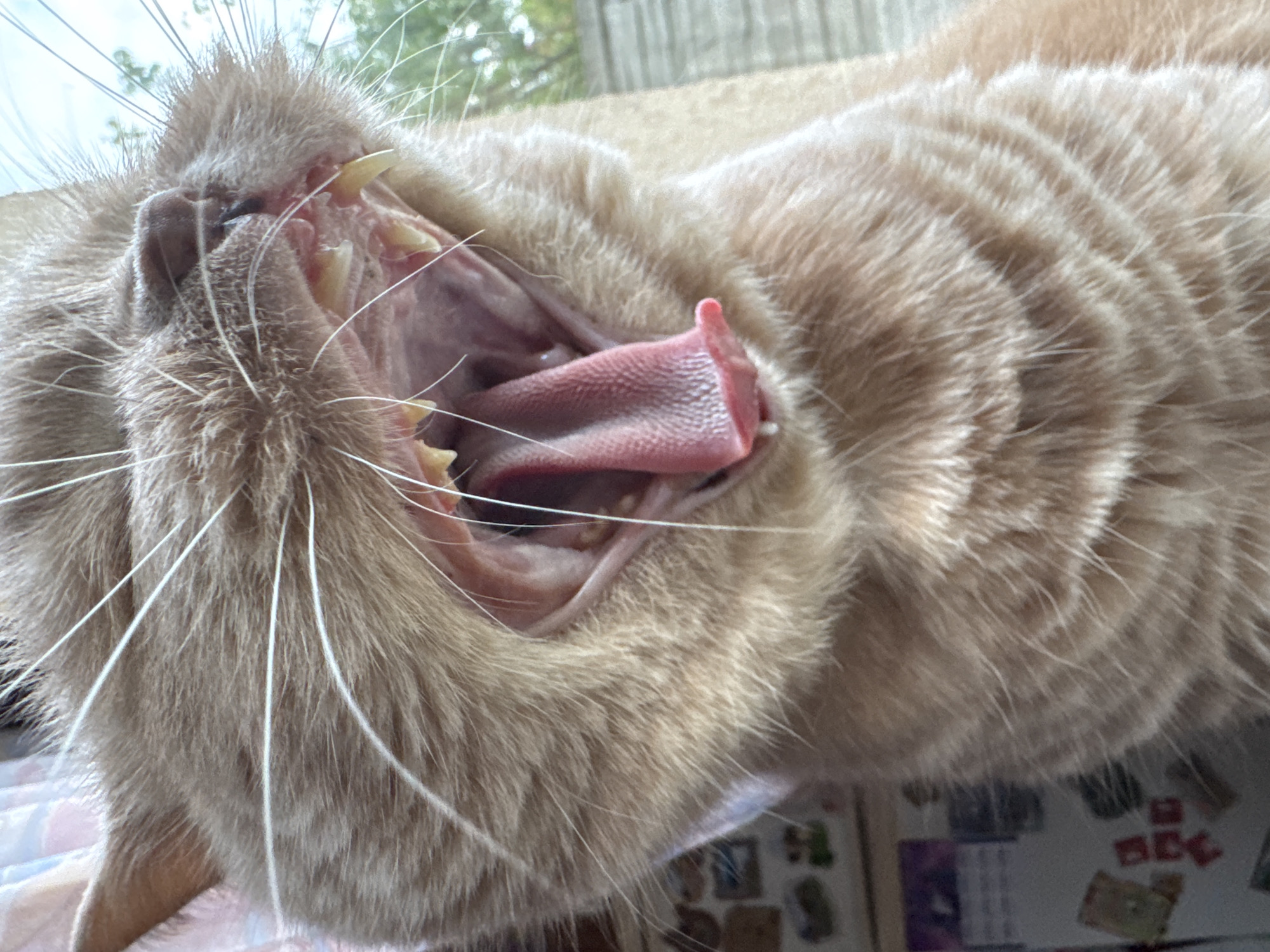 A close-up, eye-level shot shows the open mouth of a light orange tabby cat. The cat's mouth is wide open in a yawn, revealing its pink tongue, gums, and sharp teeth. The cat's whiskers are prominent and extend outwards. The background is out of focus, but appears to be an indoor setting with some stickers or pictures on a surface to the left and greenery and a window to the right. The lighting is natural and bright.