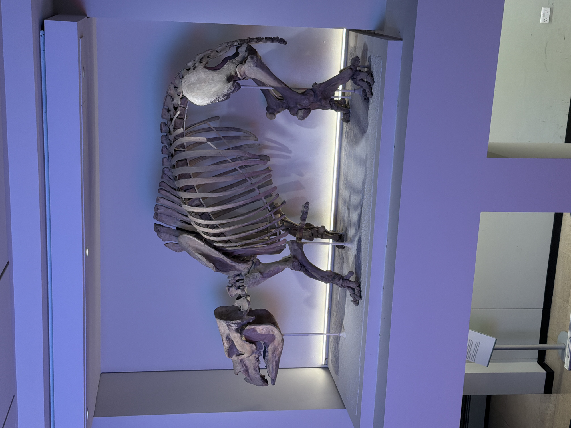 The image shows the skeletal remains of a Megatherium, or giant ground sloth, displayed within a glass enclosure at the Natural History Museum in London, United Kingdom. The skeleton is nearly complete, presenting a detailed view of its bone structure, from its massive skull to its large, clawed feet. The bones are light gray-brown in color and appear well-preserved. The enclosure is illuminated with a bright light behind the skeleton, creating a shadow on the back wall and enhancing the visibility of the bones. The interior walls of the enclosure are light blue-purple in color. The surrounding museum environment is suggested by partial views of walls and signage outside the enclosure.