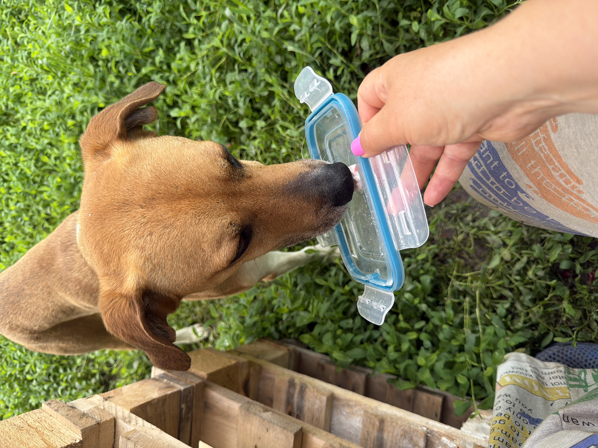 A tan dog drinks from a clear plastic container with a blue rim held by a woman's hand with pink nail polish. The dog has short fur and floppy ears. The container is being held towards the dog's mouth. The woman is wearing gray sweatpants with printed designs. The background is green foliage and a wooden structure. There is a newsprint-patterned cloth next to the wooden structure. The location is potentially Leningradskaya, Russia, although this cannot be confirmed with certainty from the image.