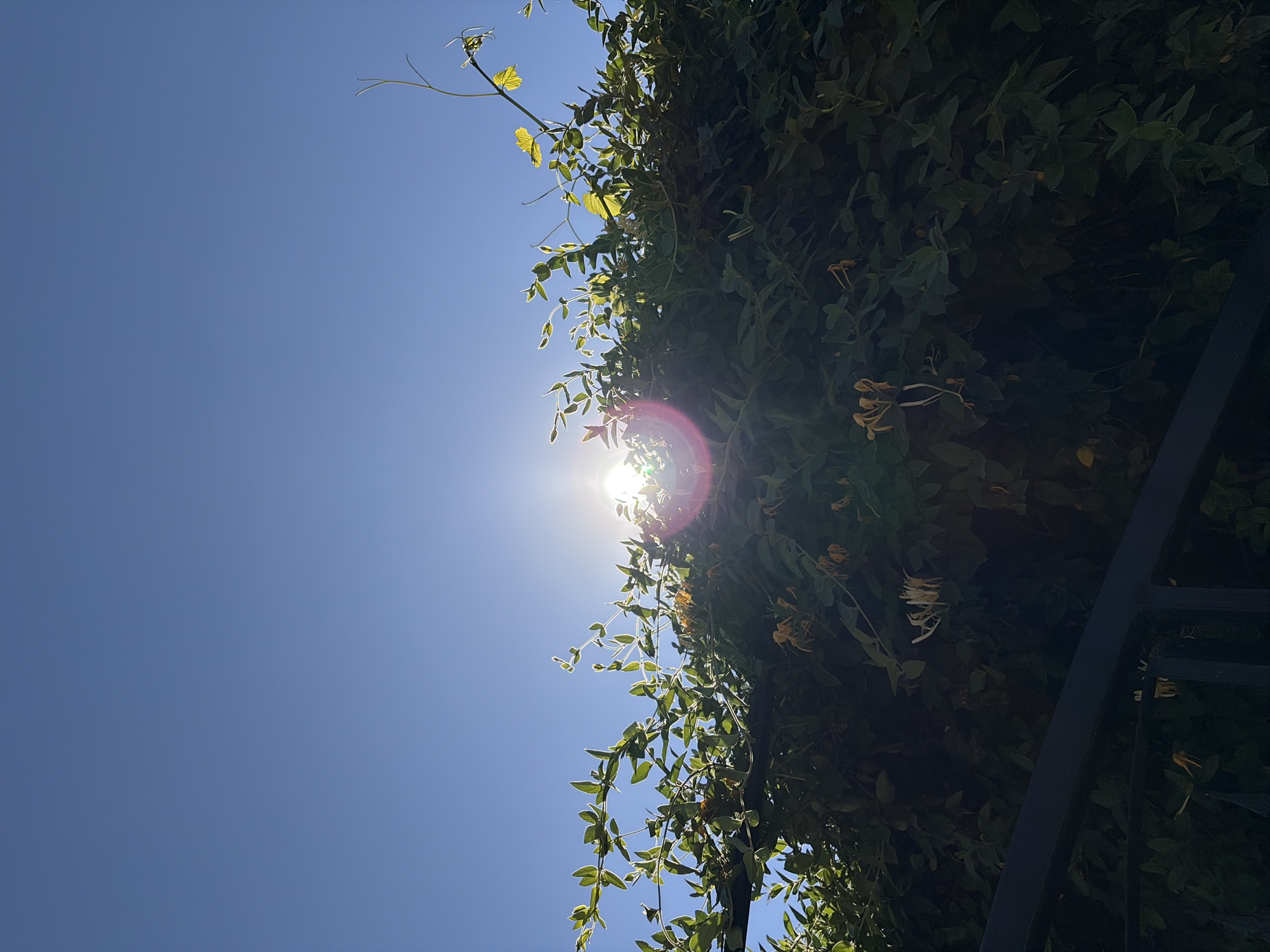 In Oxentea, Moldova, a bright sun shines through a clear blue sky, creating a lens flare and illuminating a lush green vine with small yellow flowers. The vine is growing over a dark metal fence in the foreground. The scene is viewed from a low angle, looking up towards the sky and the vegetation.