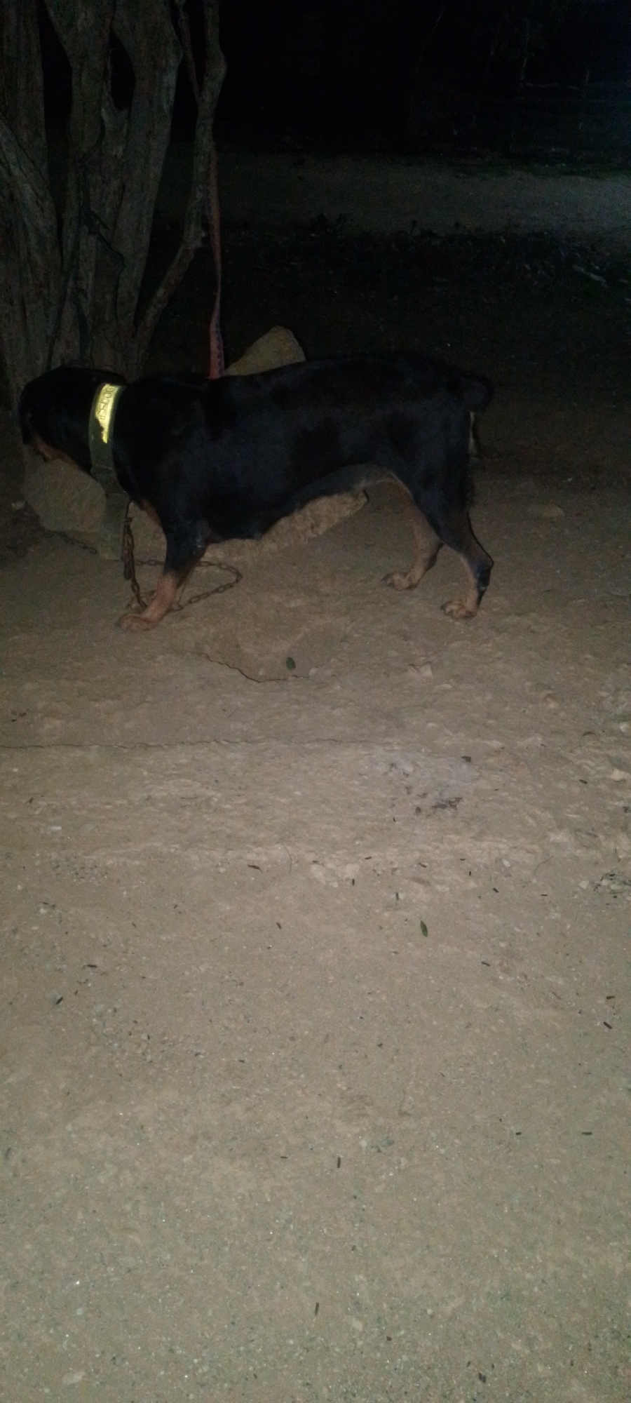 An outdoor, low-light photograph shows a Rottweiler dog tethered by a chain to a tree on a dirt path. The dog is black and tan with a yellow reflective collar. The dog appears to be standing with its body facing right. The ground is composed of dirt and small stones. The background is dark and out of focus, with hints of vegetation and darkness. The location is specified as La Tagua, Venezuela.