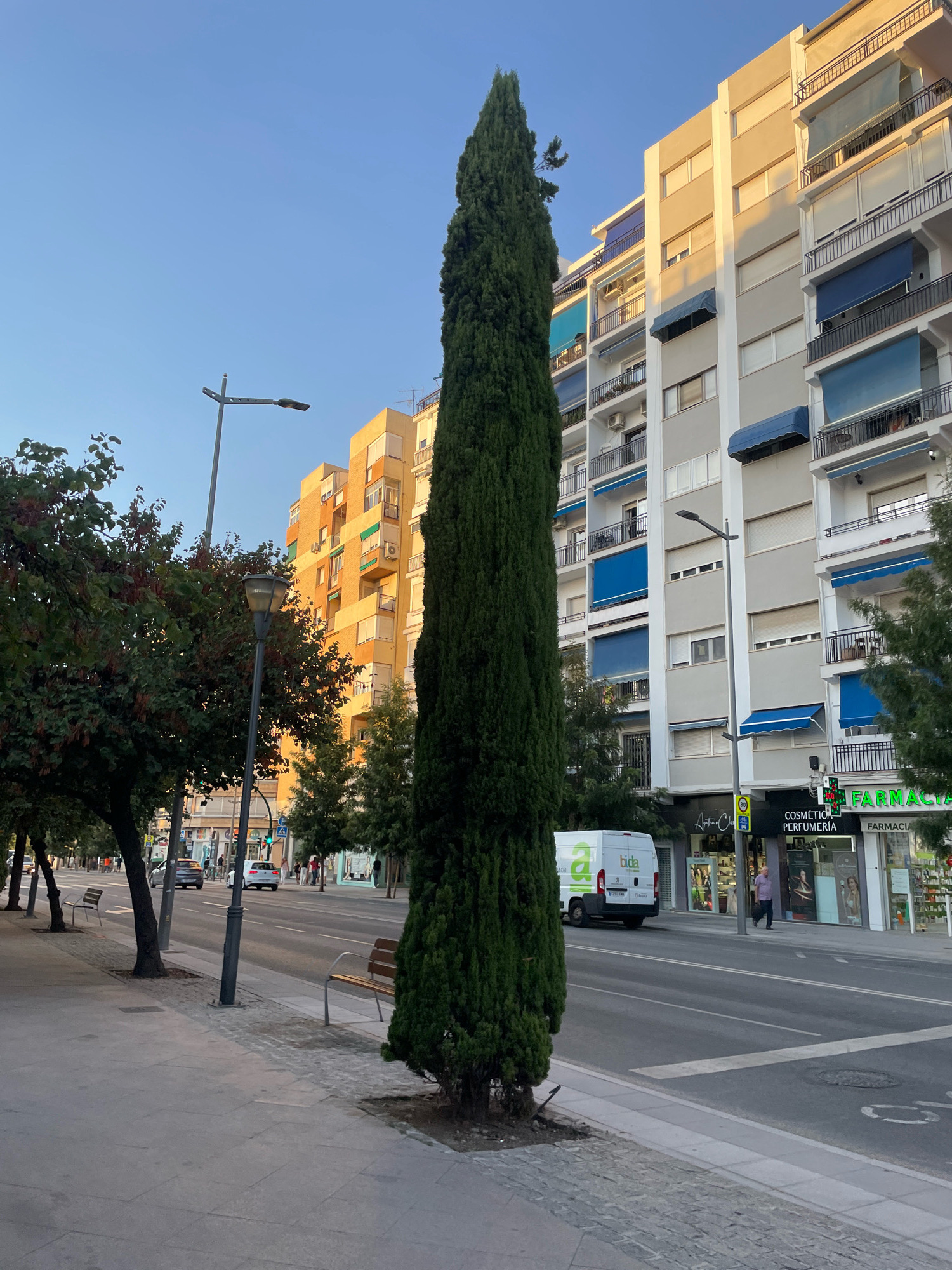 The image depicts a street scene in Granada, Spain, with a tall, slender cypress tree dominating the foreground. To the right, a multi-story building with a light-colored facade features balconies with dark railings and blue awnings. On the ground floor of this building, storefronts are visible, including one labeled "FARMACIA" with green signage. A white van with green lettering is parked on the street in front of a shop. Across the street, another building with a yellow facade is visible. The street is paved, with a sidewalk to the left of the cypress tree. A lamppost stands on the sidewalk, and further down, another lamppost is visible. Cars are present on the street, and a person can be seen walking on the sidewalk in front of the storefronts. The sky is a clear blue, indicating a sunny day, likely during the golden hour due to the warm light casting shadows.