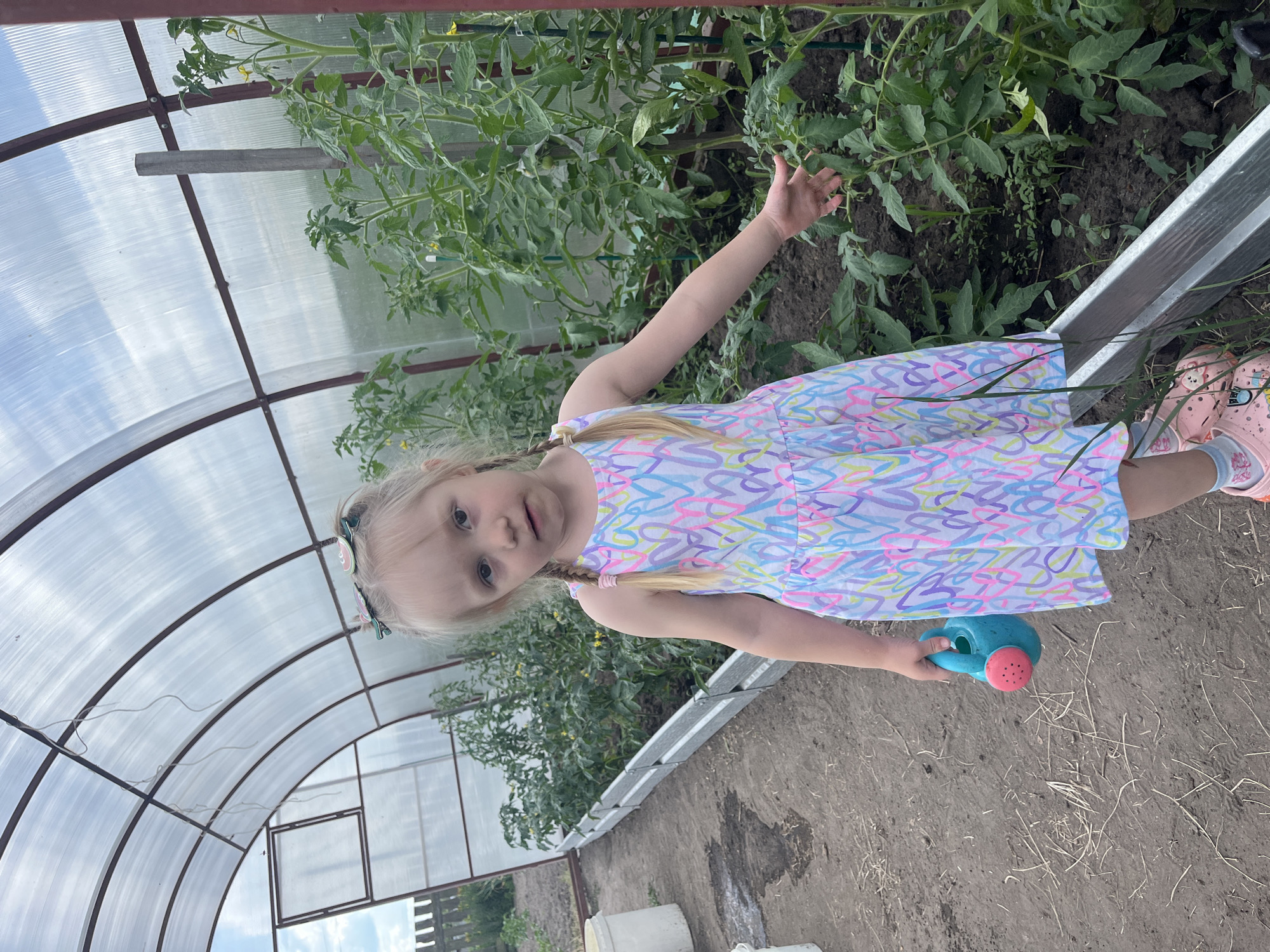 A young girl with blonde pigtails and watermelon-shaped hair clips stands in a greenhouse in Sukhrinskoye, Russia. She is wearing a sleeveless dress with a colorful heart pattern and pink Croc-style shoes. In her left hand, she holds a small blue and red watering can. Her right arm is extended towards a row of tomato plants. The greenhouse has a transparent, arched roof and is lined with metal raised beds. The ground inside is dirt, and outside the greenhouse, a wooden fence and some vegetation are visible. The sky is cloudy.