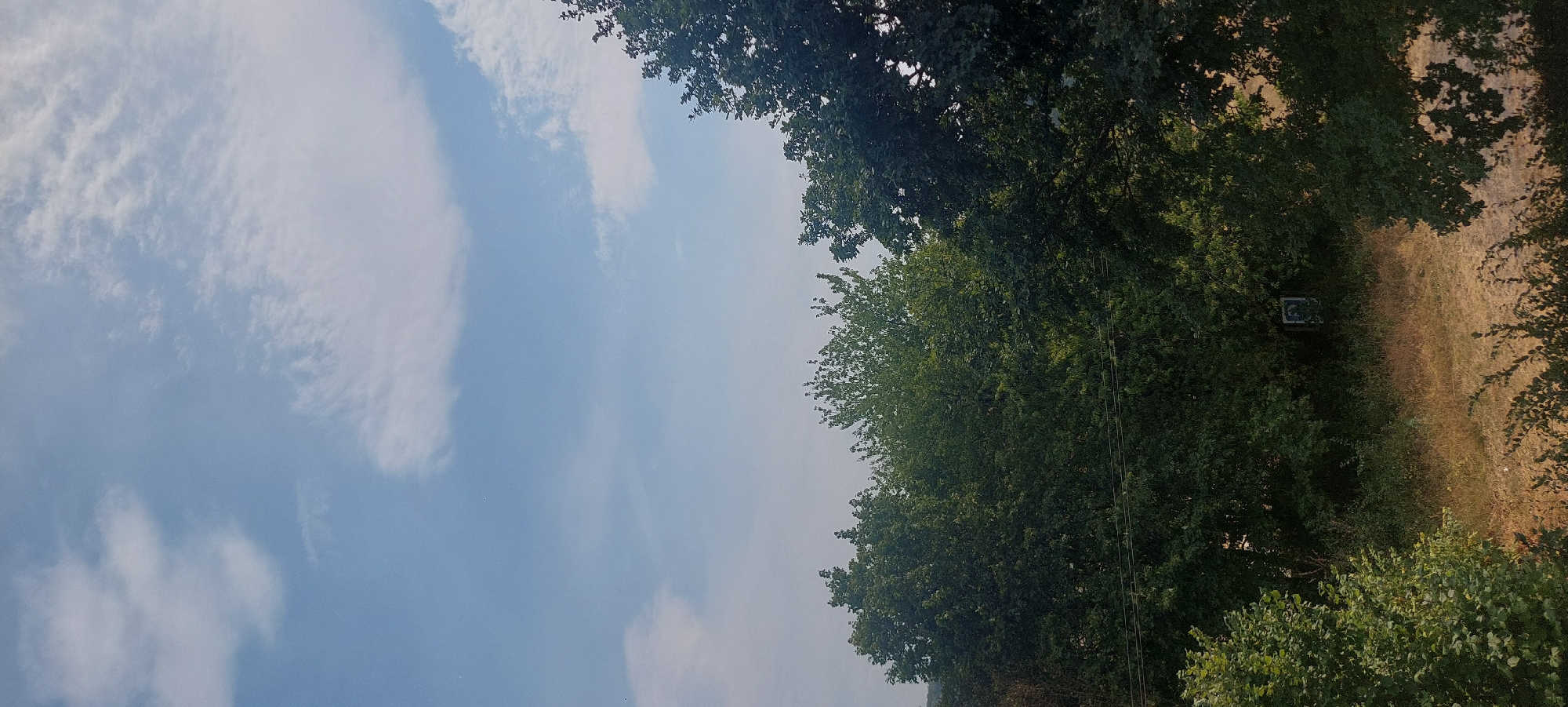 An eye-level, vertical, medium shot captures a view of trees against a sky with sparse clouds. The sky is a light blue with scattered white clouds. The upper portion of the image is dominated by the sky, while the lower portion is filled with lush green trees of varying heights and densities. In the middle ground, a framed image of a religious figure is visible, mounted on a tree or post amidst the foliage. A power line stretches horizontally across the lower middle section of the image. The foreground shows dry, brown vegetation and some low-lying plants with dark green leaves. The scene appears to be an outdoor setting, possibly a park or a natural area on the outskirts of Berod bei Hachenburg, Germany.