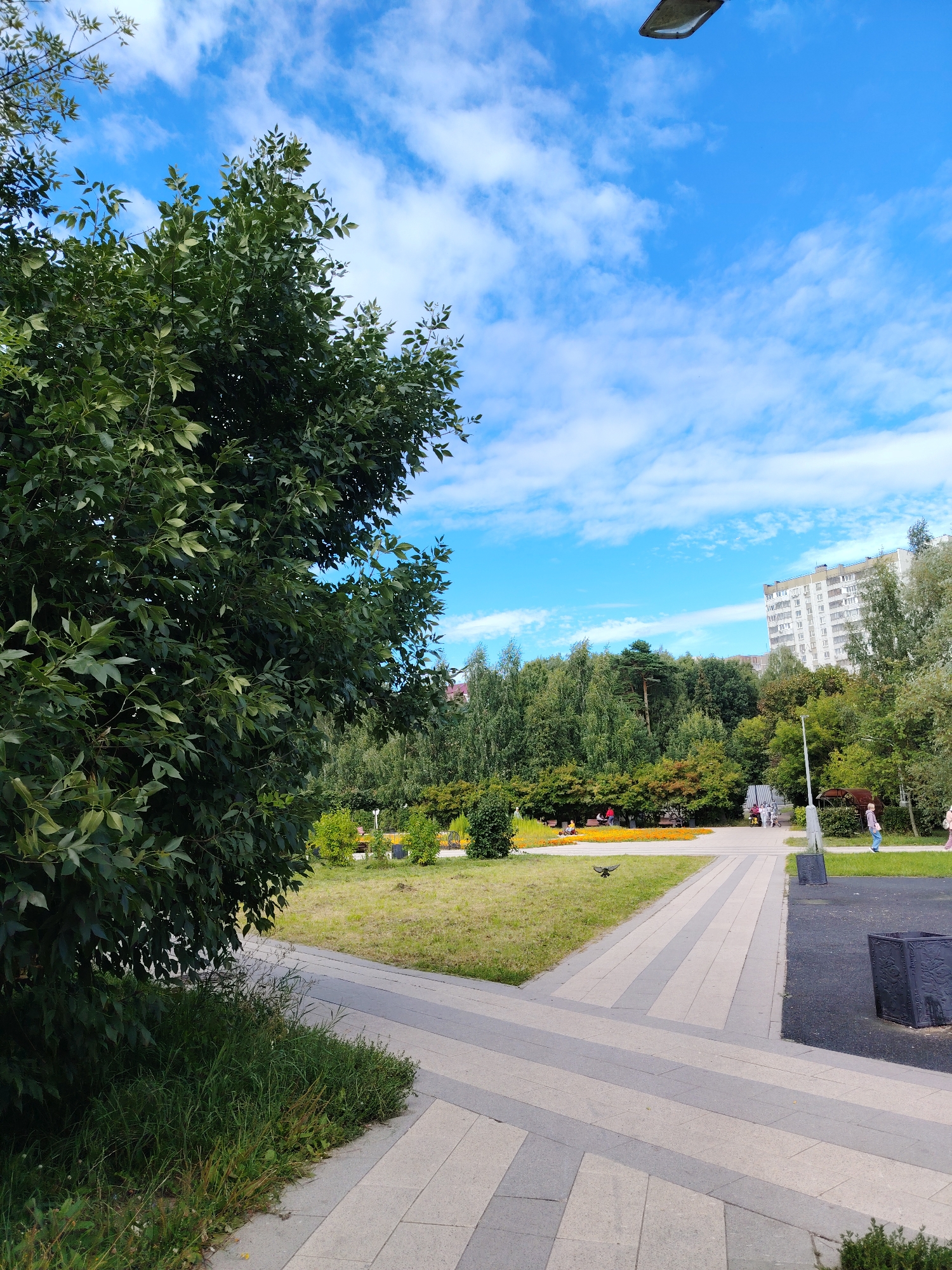 A wide-angle, vertical photograph shows a paved walkway with a pattern of light and dark gray rectangular stones in a park-like setting in Zelenograd, Russia. To the left, a large tree with dense green foliage fills the foreground. The walkway curves from the lower left corner, branching into two paths. One path leads towards a grassy area with some scattered yellow flowers and benches, where a few people are visible. Beyond this area, a dense line of green trees forms a backdrop. In the distance, a tall, light-colored apartment building with many windows stands against a bright blue sky dotted with white, wispy clouds. A street lamp is visible in the upper right quadrant of the sky. On the right side of the walkway, a dark rubberized surface suggests a play area, with a dark, square planter box visible. A lone pigeon is captured mid-flight over the grassy area. The overall scene depicts a pleasant urban park on a clear day.