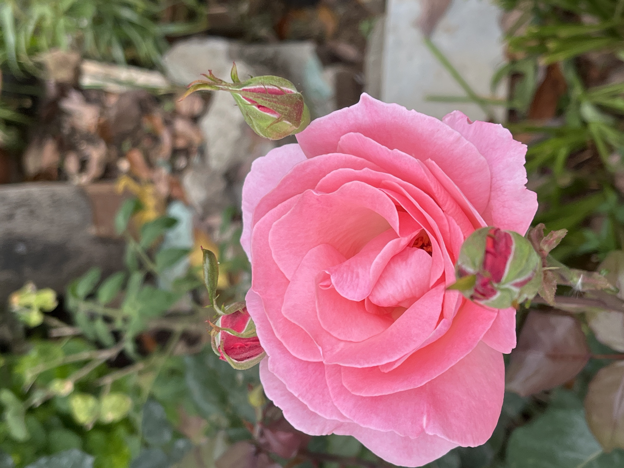 A close-up shows a pink rose in bloom, accompanied by several rosebuds. The background is composed of greenery and stones. The location of the scene is unknown, and the city of Alanya, Turkey is not represented in the image. There are no people, actions, or interactions visible in the picture.