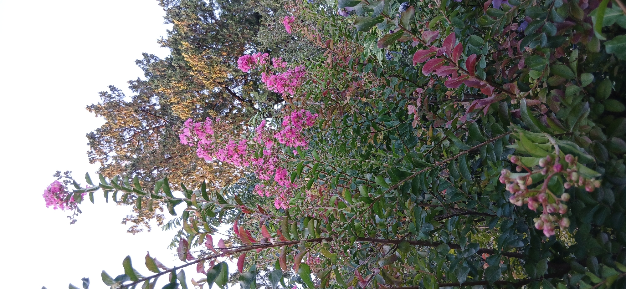 The image depicts a close-up view of a flowering shrub with clusters of pink blossoms. The shrub has green leaves and some reddish-purple leaves. In the background, there are trees with lighter colored foliage. The sky is visible at the top of the image and appears bright, suggesting daytime. The setting is outdoors, likely in a garden or park. No people or specific city landmarks are identifiable, so the location in Charshanba, Uzbekistan cannot be confirmed from the visual information.