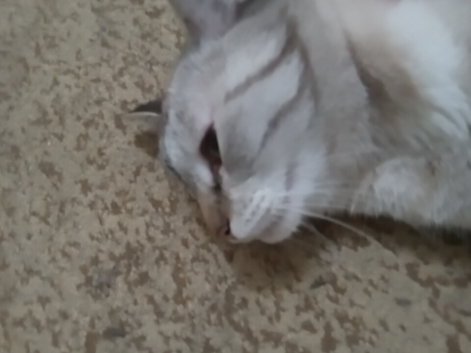 The image is a close-up, high-angle shot of a light-colored cat lying on a textured, mottled surface that appears to be a floor or ground. The cat's head is facing to the left, with its eyes partially closed. The cat has distinct tabby markings on its face and body. The surface beneath the cat is a dull, earthy tone with darker speckles. The image is slightly blurry, suggesting it was taken quickly or with a lower-resolution camera. The context of Angren, Uzbekistan, is not evident from the visual information provided in the image itself.