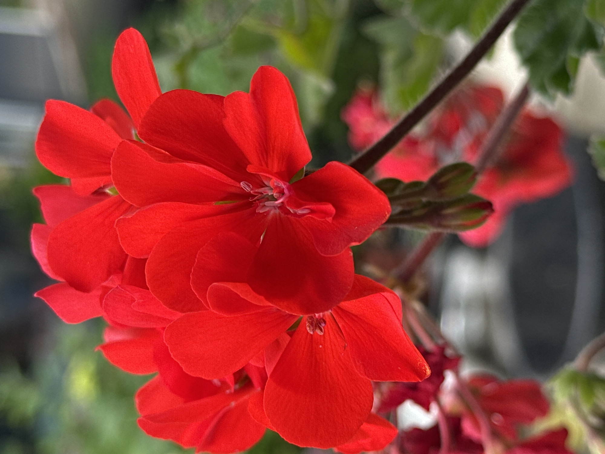 The image shows a close-up of vibrant red geranium flowers, with some green foliage and flower buds visible in the background. The lighting is natural, highlighting the texture and detail of the petals. The overall impression is one of natural beauty and delicate detail. The image does not contain any people, actions, or interactions. The environment appears to be a garden or a similar outdoor setting. There is no information within the image to indicate a specific location in Yessentuki, Russia.