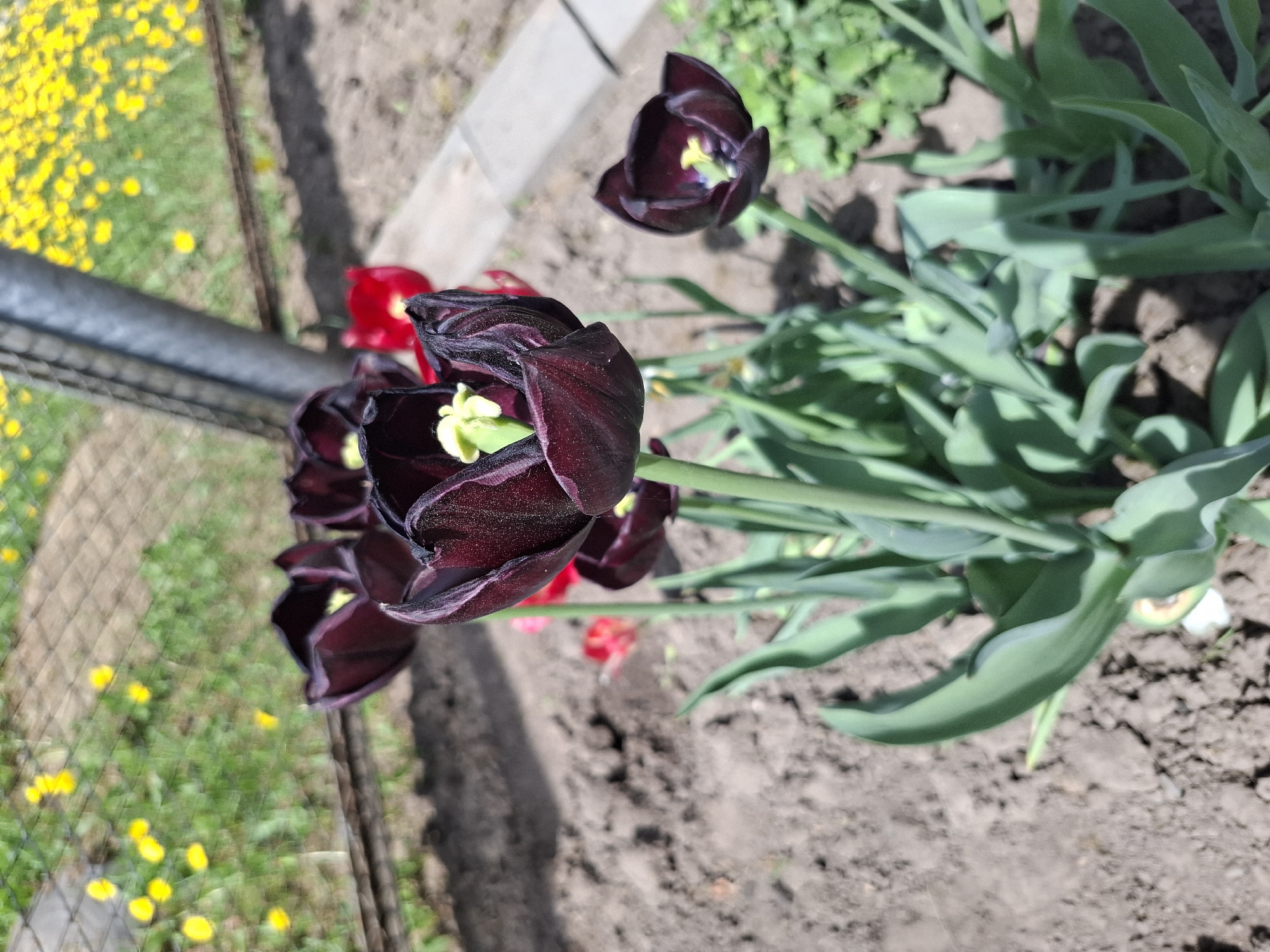 The image shows a cluster of dark purple, almost black, tulips in a garden setting, likely in spring. The flowers are in various stages of bloom, with some fully open, revealing a light-colored stamen. Green leaves surround the tulips, indicating healthy growth. The ground appears to be soil with evidence of recent cultivation. In the background, there is a blurred view of a green lawn with scattered yellow flowers, possibly dandelions, and a wire fence. A red tulip and a gray concrete element are also visible. The location is in the city of Амзя, Russia.
