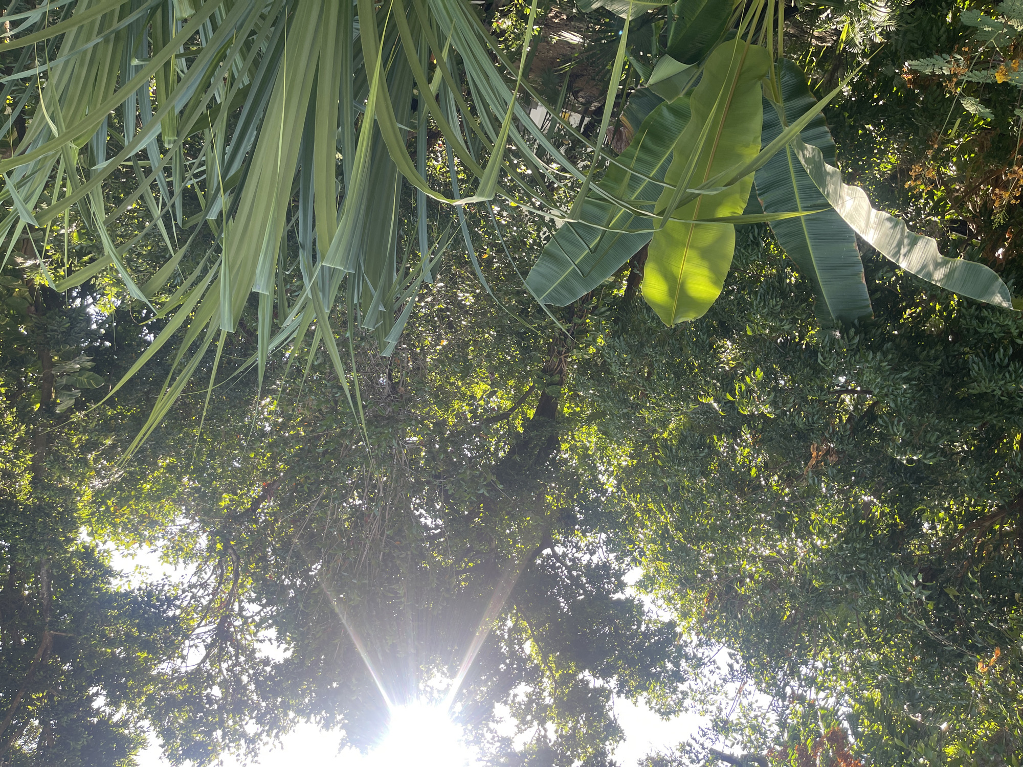 The image shows a view looking up into a dense, lush tropical environment, typical of Playa del Carmen, Mexico. The sun shines brightly through the trees, creating a strong glare. Palm fronds and banana leaves hang in the foreground, partially obscuring the view of the trees and sky. The overall color palette is dominated by greens and yellows, suggestive of a vibrant, sunlit day. There are no people, animals, or clear signs of human activity.