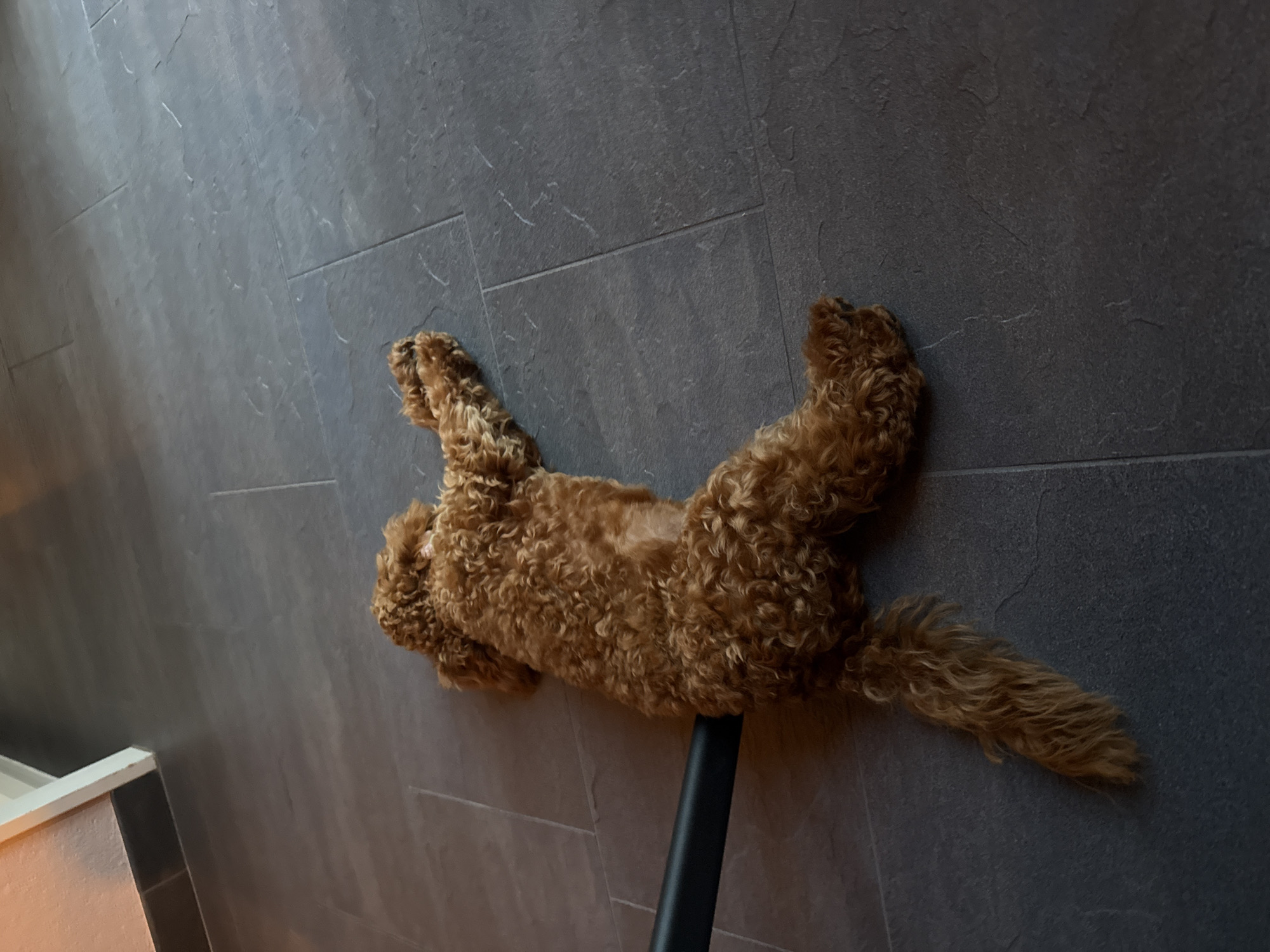 An indoor scene, located in Marum, Netherlands, features a reddish-brown, curly-coated dog, consistent with a poodle or doodle breed, lying on its back on a dark grey tiled floor. The dog's limbs are extended, and its ventral side is exposed. A black, cylindrical object, resembling a vacuum cleaner hose attachment, is horizontally positioned against the dog's left flank, making physical contact. The floor consists of rectangular, textured dark grey tiles arranged in a staggered pattern. In the upper-left background, a segment of a light-colored wall and a white door frame or trim are visible. The environment is illuminated by ambient indoor lighting.