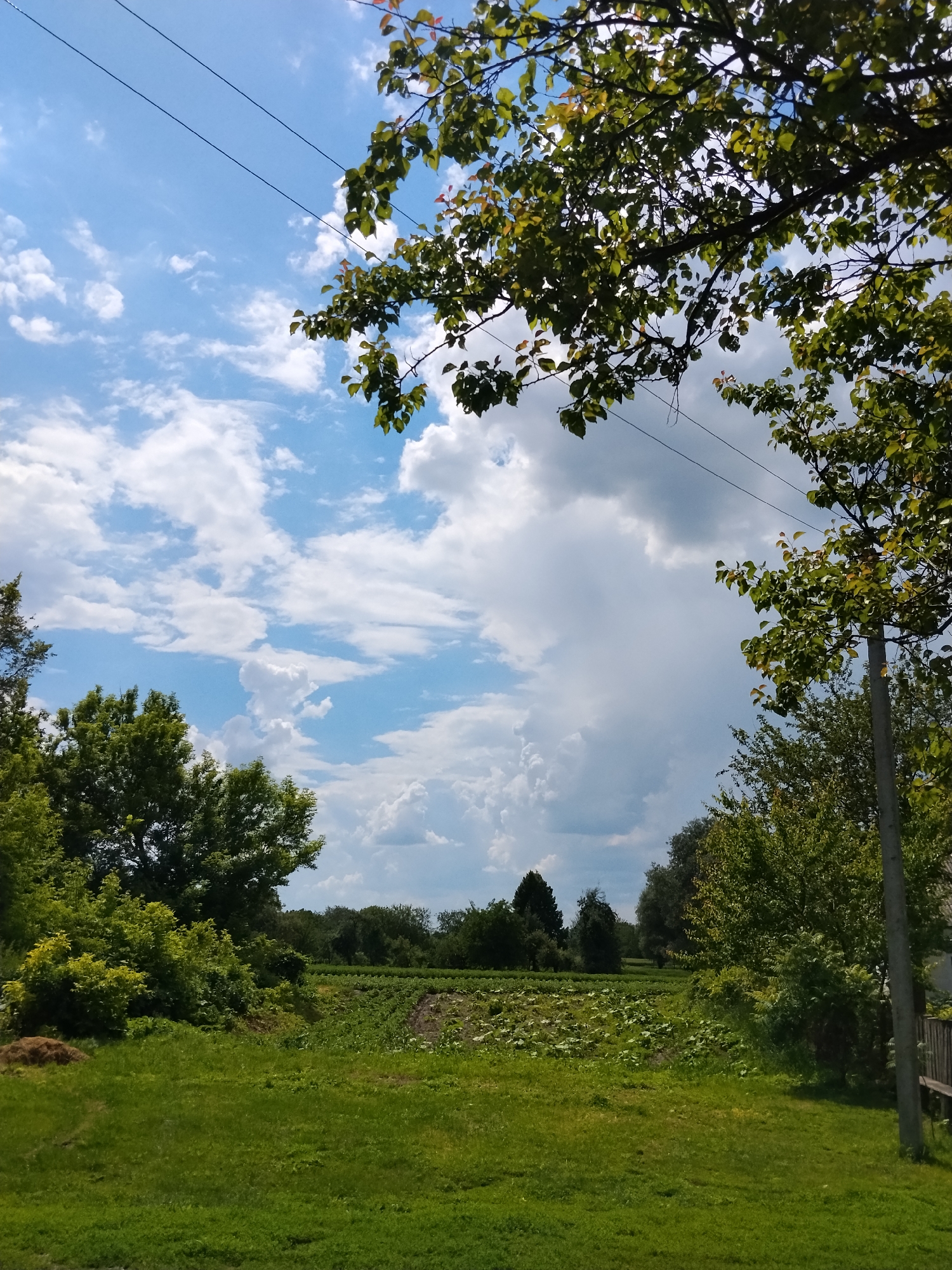 An eye-level, outdoor, long shot captures a rural landscape in Dibrivka, Ukraine, under a partially cloudy sky. The foreground is dominated by a lush, green lawn. Beyond the lawn, a cultivated field stretches into the mid-ground, showing rows of green plants, possibly crops. Trees and dense foliage line the horizon. In the upper portion of the image, tree branches with green leaves hang from the top edge, and power lines are strung across the sky. The overall impression is one of a natural, undeveloped rural setting.