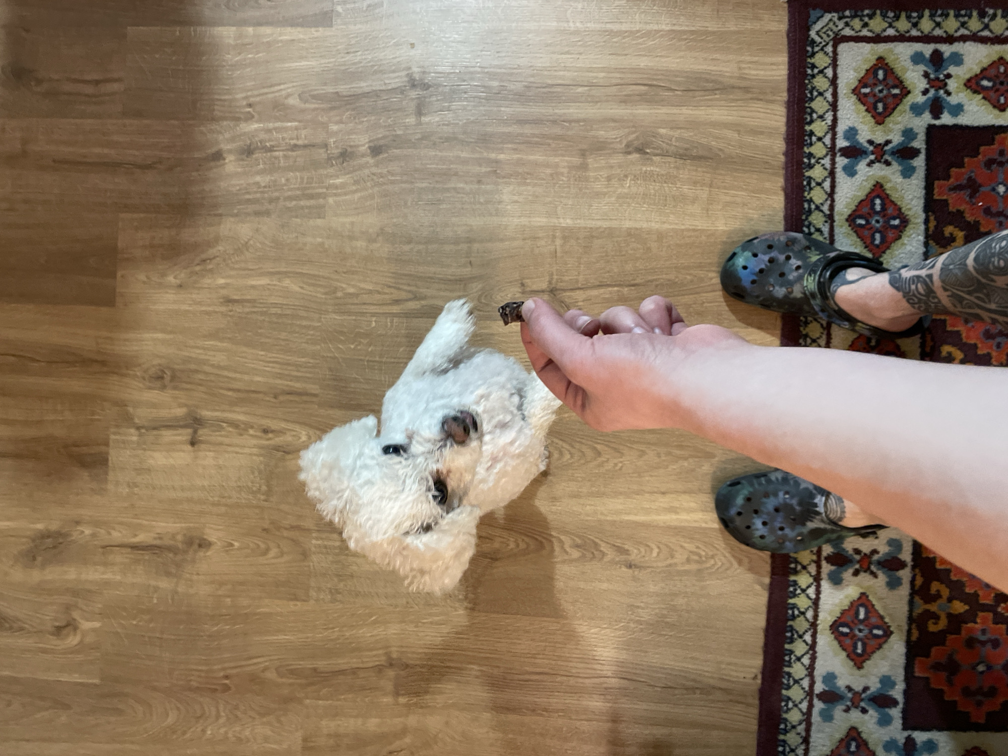 A small white dog sits on a light brown wood floor, looking up at a hand holding a brown treat. The hand is pale and the person is wearing colorful Crocs. A patterned rug is on the right side of the image. The location is not discernible from the visual information provided, so it is not possible to determine if this image was taken in Yekaterinburg, Russia.