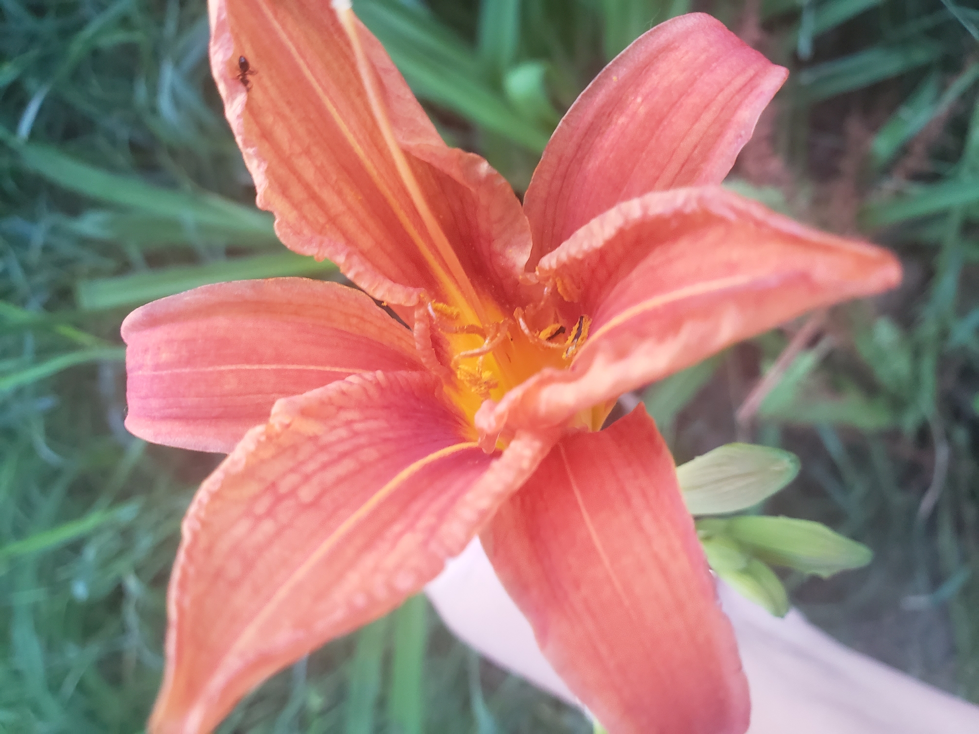 A close-up, slightly blurred shot shows a vibrant orange lily flower in full bloom. The petals are wide and slightly curved, with delicate lines running through them. In the center of the flower, yellow stamens are visible. There appear to be two small ants on the flower, one on a petal and another near the center. The background is a soft blur of green grass and foliage, suggesting an outdoor setting. A human hand is partially visible on the left side of the frame, holding or touching the flower. The image does not provide any specific details to determine its location within the city of Nizhny Novgorod, Russia.