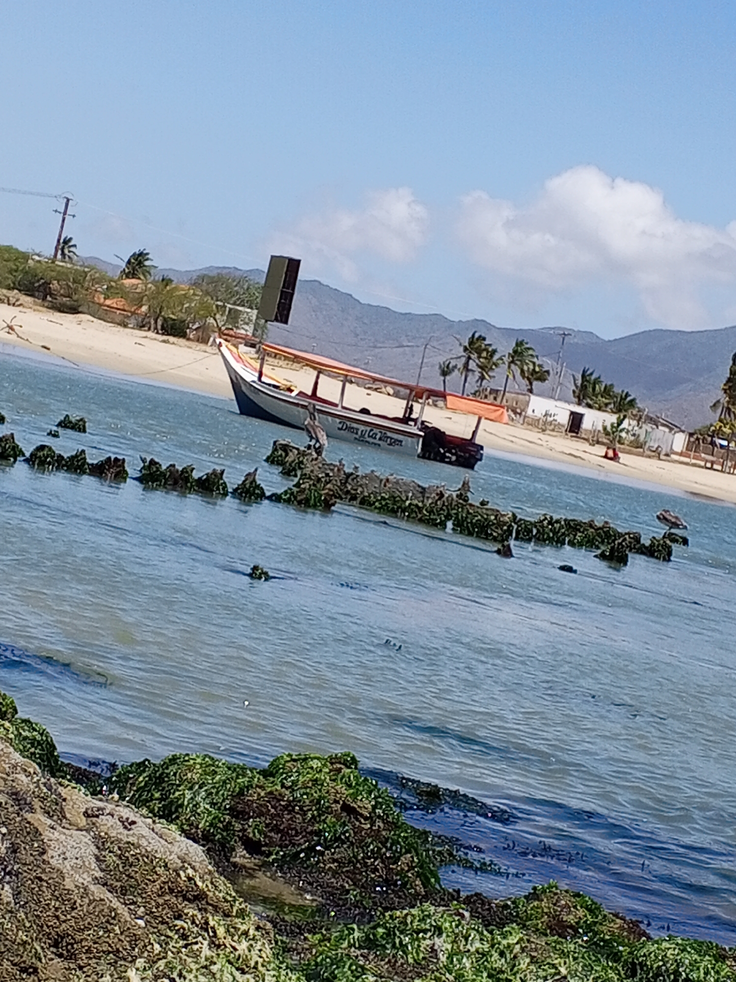 The image depicts a coastal scene in Juan Griego, Venezuela. The foreground features moss-covered rocks at the water's edge. The water transitions from murky near the rocks to clearer blue further out. In the mid-ground, remnants of a sunken structure or breakwater protrude from the water. A fishing boat is anchored near the beach, its hull visible above the waterline. A few pelicans perch on the partially submerged structure. The background shows a sandy beach with scattered buildings, palm trees, and power lines. Rolling hills are visible in the distance under a partly cloudy blue sky.