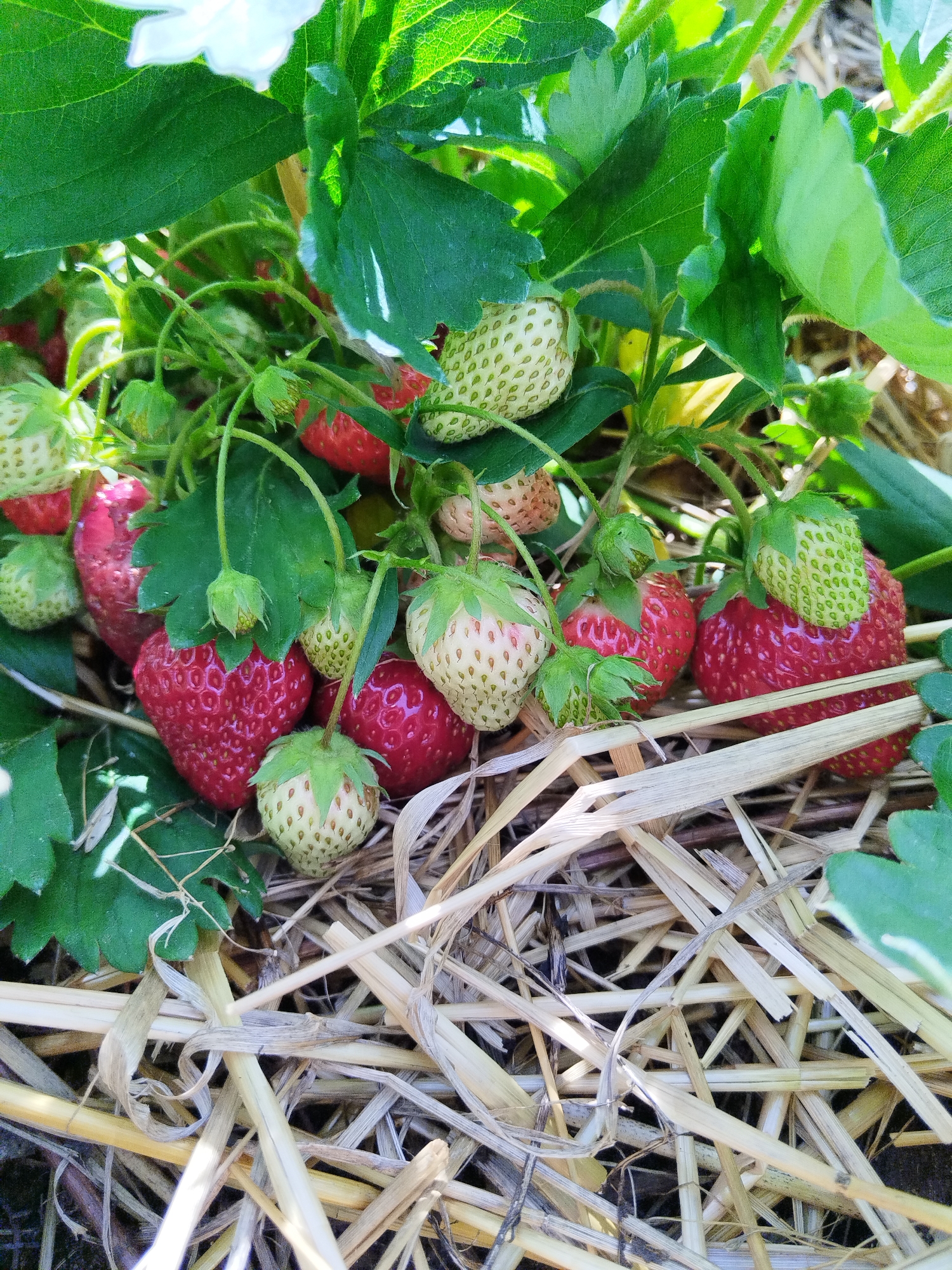 A close-up, eye-level, natural light, outdoor shot captures a cluster of ripe and unripe strawberries growing on a plant. The strawberries, varying in color from light green to vibrant red, are nestled amongst lush green leaves and resting on a bed of dry straw. The image is sharply in focus, highlighting the textures of the fruit, foliage, and straw. There are no people or animals present in the scene. The background is dark and indistinct, drawing all attention to the strawberries and their immediate surroundings. The overall impression is one of organic growth and natural beauty, showcasing the stages of fruit development.