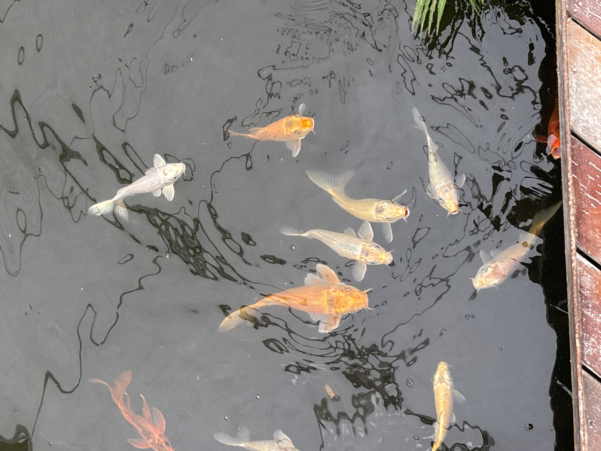 A high-angle shot reveals a dark, likely outdoor, pond surface populated by numerous Koi fish. Their colors vary, ranging from orange to white, as they swim in the water. Reflections are visible on the pond's surface. At the pond's edge, on the right, are wooden planks, suggesting a deck or border. A patch of green vegetation is also present at the top right of the image. While the exact location in Tehuixtla, Mexico, cannot be determined from the visual information, the presence of a pond with Koi fish suggests either a residential pond, a garden or park pond, or a commercial Koi display at this location. No people are visible in the frame, and the focus is solely on the fish and their environment.