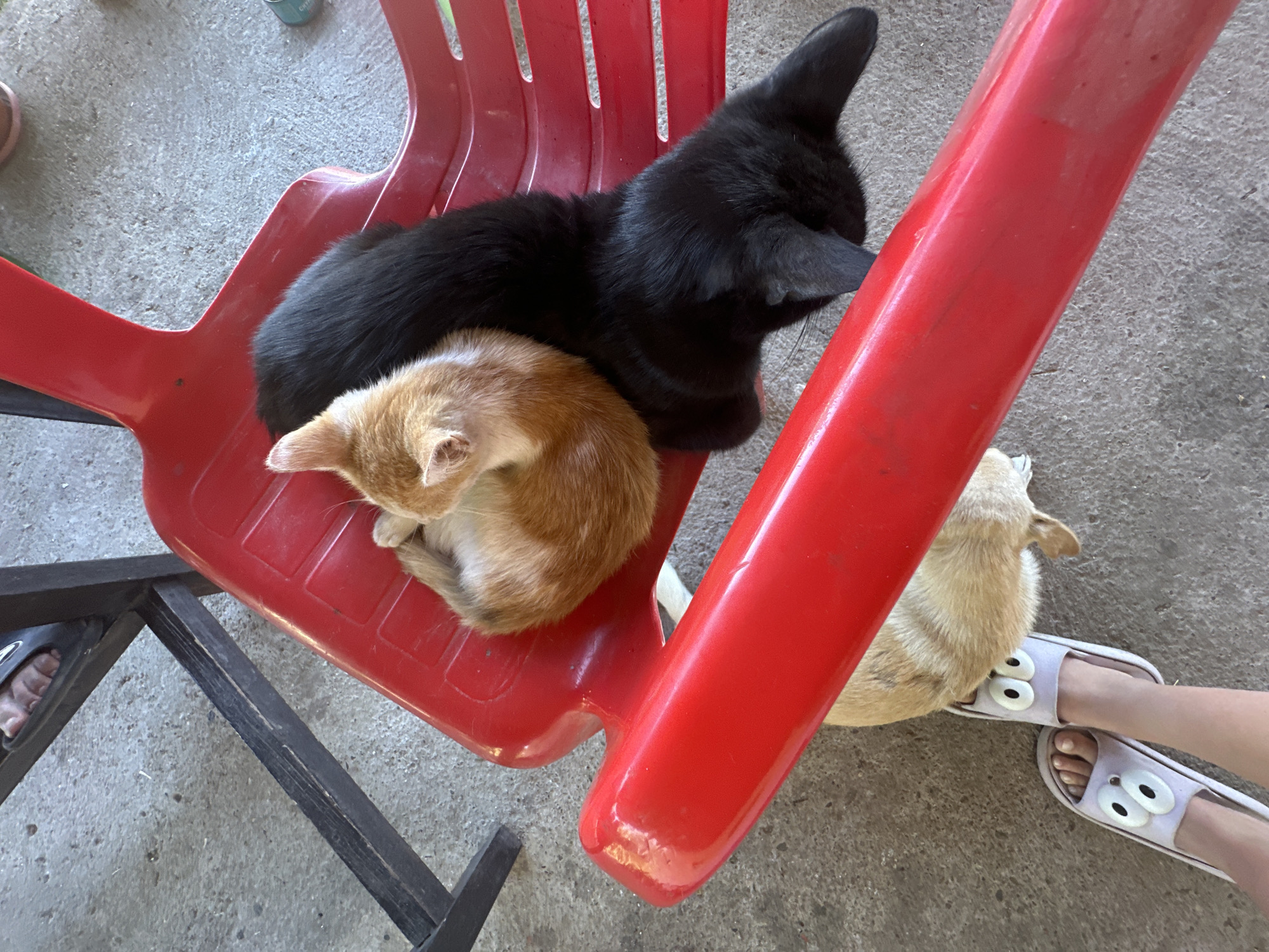 Two kittens, one orange and one black, are sleeping on a red plastic chair. The orange kitten is curled up on top of the black kitten. A person's feet wearing novelty slippers with eyes are visible near the bottom of the image. The ground appears to be concrete. The scene is outdoors. There is no indication of the city of Galiche, Bulgaria.