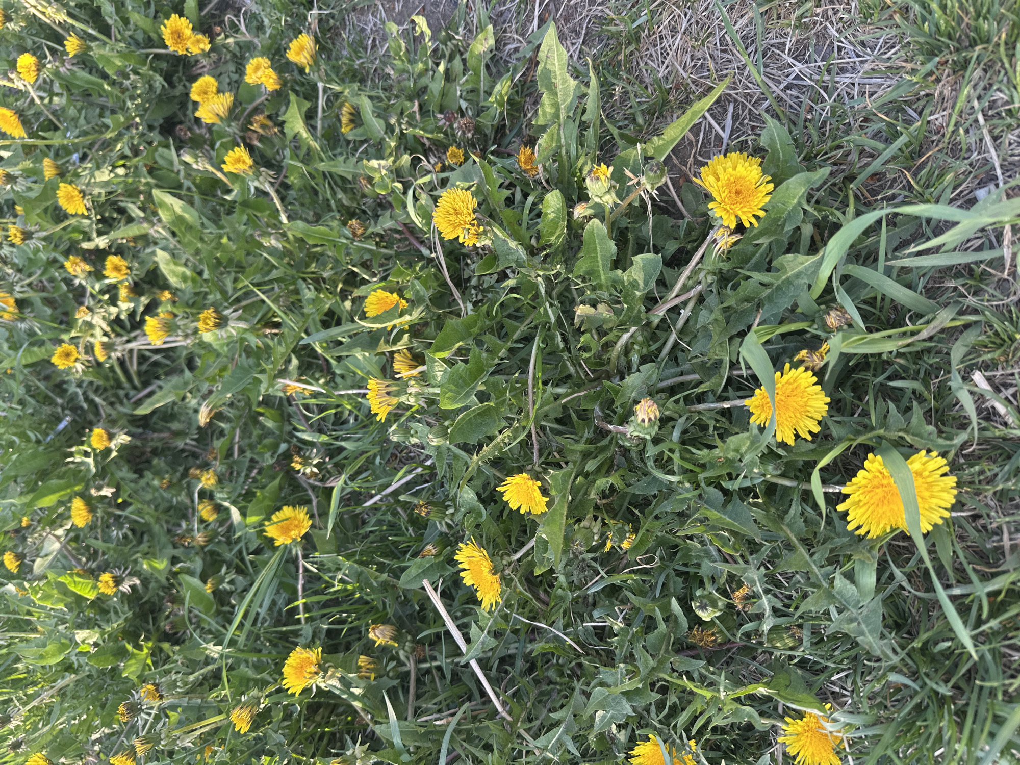 The image depicts a close-up, top-down view of a patch of dandelions growing amidst grass and other vegetation. The dandelions are predominantly yellow and in various stages of bloom. Some appear fully open, while others are partially closed or in bud. The grass is a mix of green and dried, brown blades. The location of the scene is specified as the city of Shelekhov, Russia, but there are no other elements in the image to verify this location. There are no visible people, interactions, or specific actions taking place within the frame.