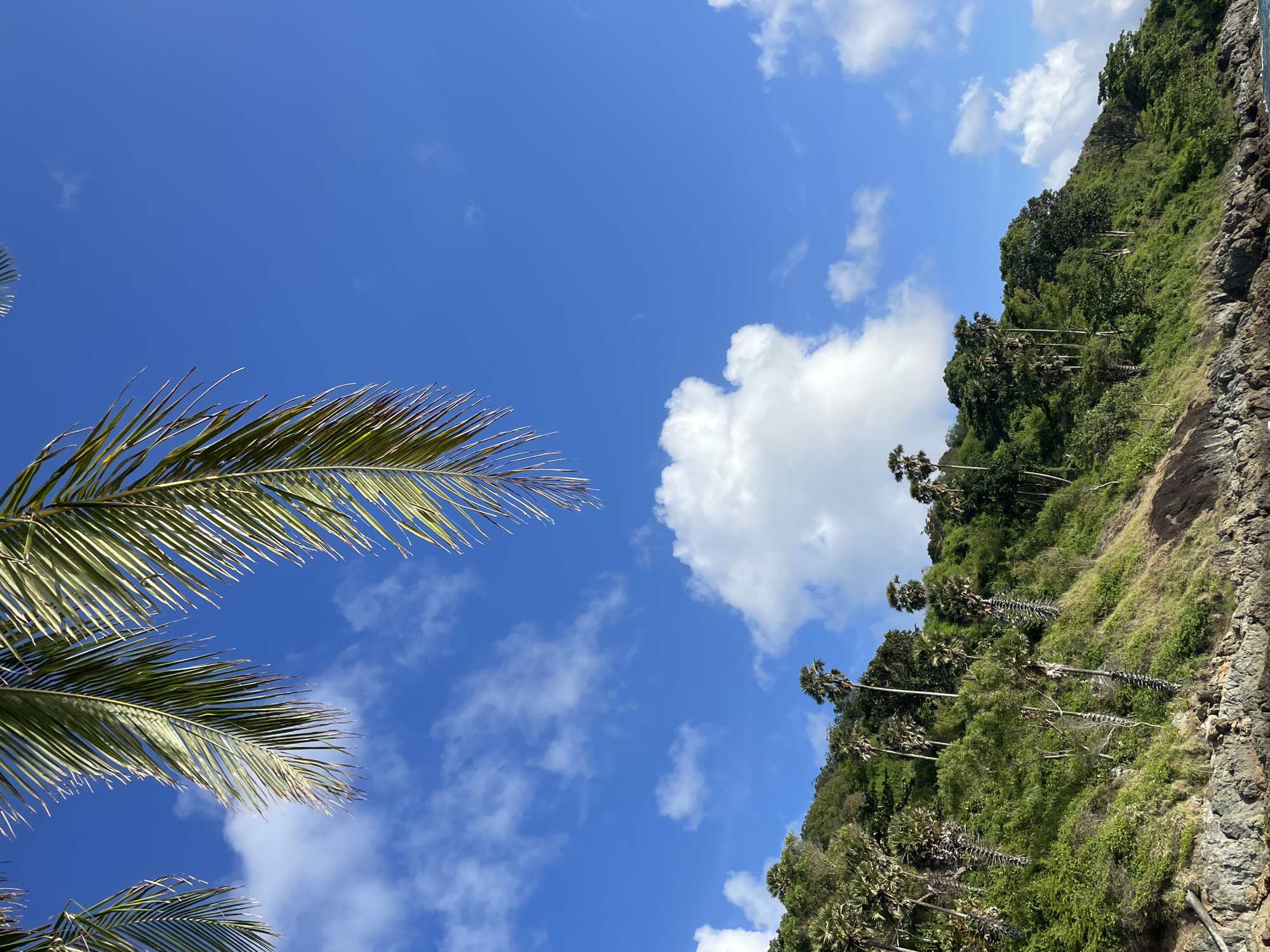 This image captures a tropical coastal scene in Rawai, Thailand, under a bright blue sky dotted with fluffy white clouds. In the foreground, the fronds of a palm tree hang from the top left corner, partially obscuring the view. Below, a lush, green, and hilly landscape slopes down towards the sea. The hillside is densely covered with various trees, including many tall palm trees with their distinctive, bare trunks. Rocky outcrops and the water's edge are visible at the bottom of the slope. The overall impression is of a serene and verdant natural environment.