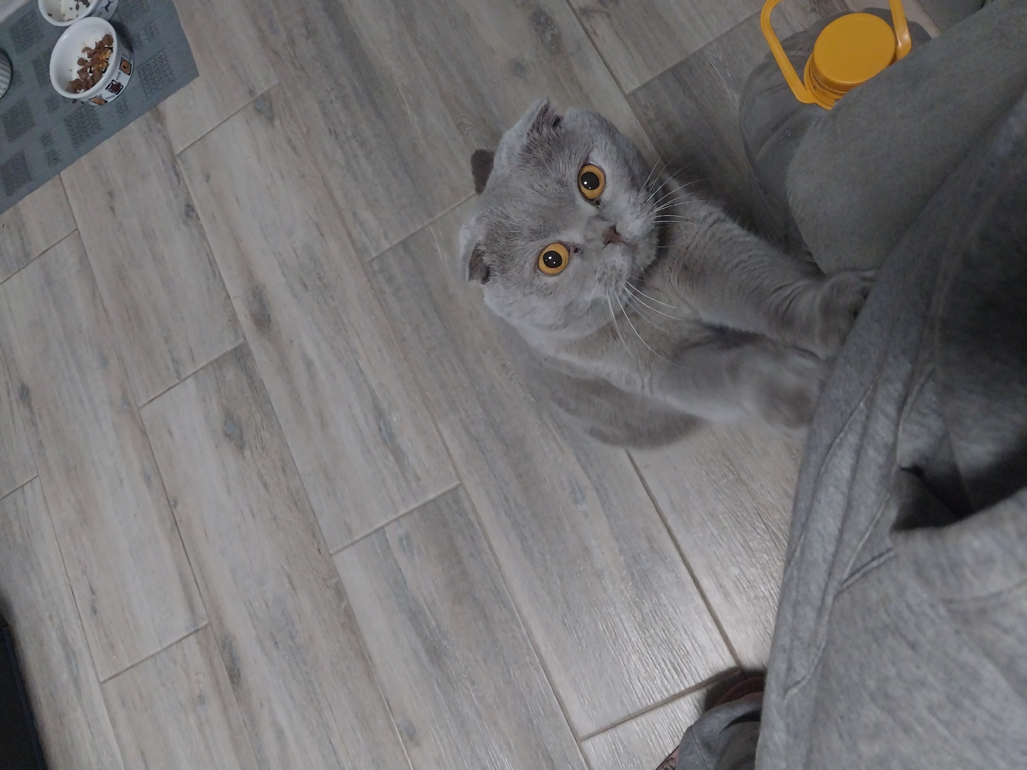 A Scottish Fold cat with grey fur and bright orange eyes looks up at the camera from a grey tiled floor. The cat is in the center of the frame, with its body angled to the left. Its ears are folded forward, and its tail is curled around its body. A person's legs, clad in grey sweatpants, are visible in the lower part of the frame. To the right of the cat, a yellow plastic container is placed on the floor. In the background, to the upper right of the frame, are two white bowls filled with cat food, placed on a grey mat. The scene appears to be indoors, likely in a residential setting.