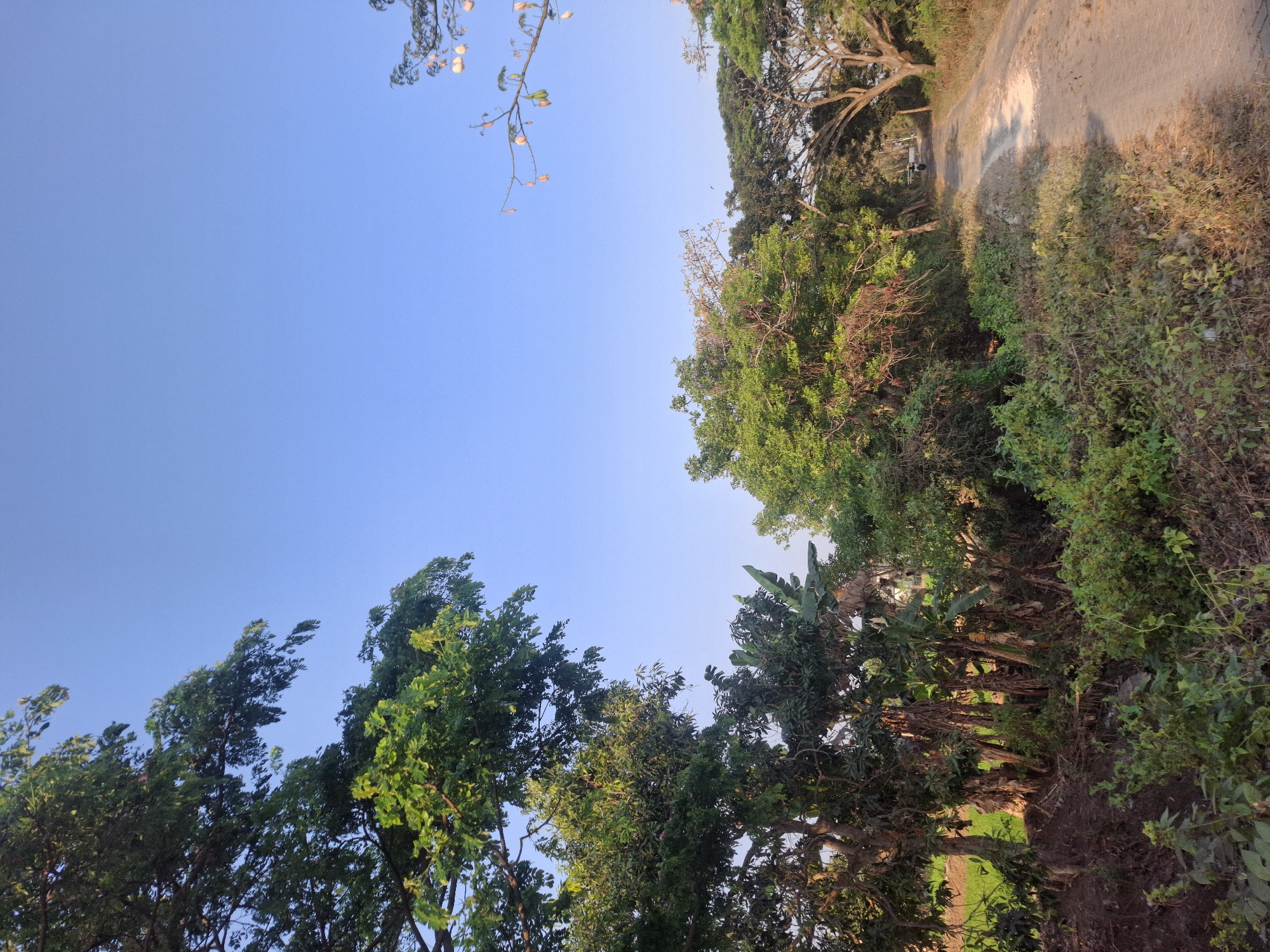 A dirt road curves through a lush, tropical landscape in Brangsi, Indonesia. The road is bordered by dense vegetation, including banana trees and other leafy plants. On the right, the road is partially shaded by mature trees whose branches form an archway. The sky above is a clear, pale blue. In the distance, a motorcycle is visible on the road. The scene appears to be set in the late afternoon, with the sun casting long shadows.