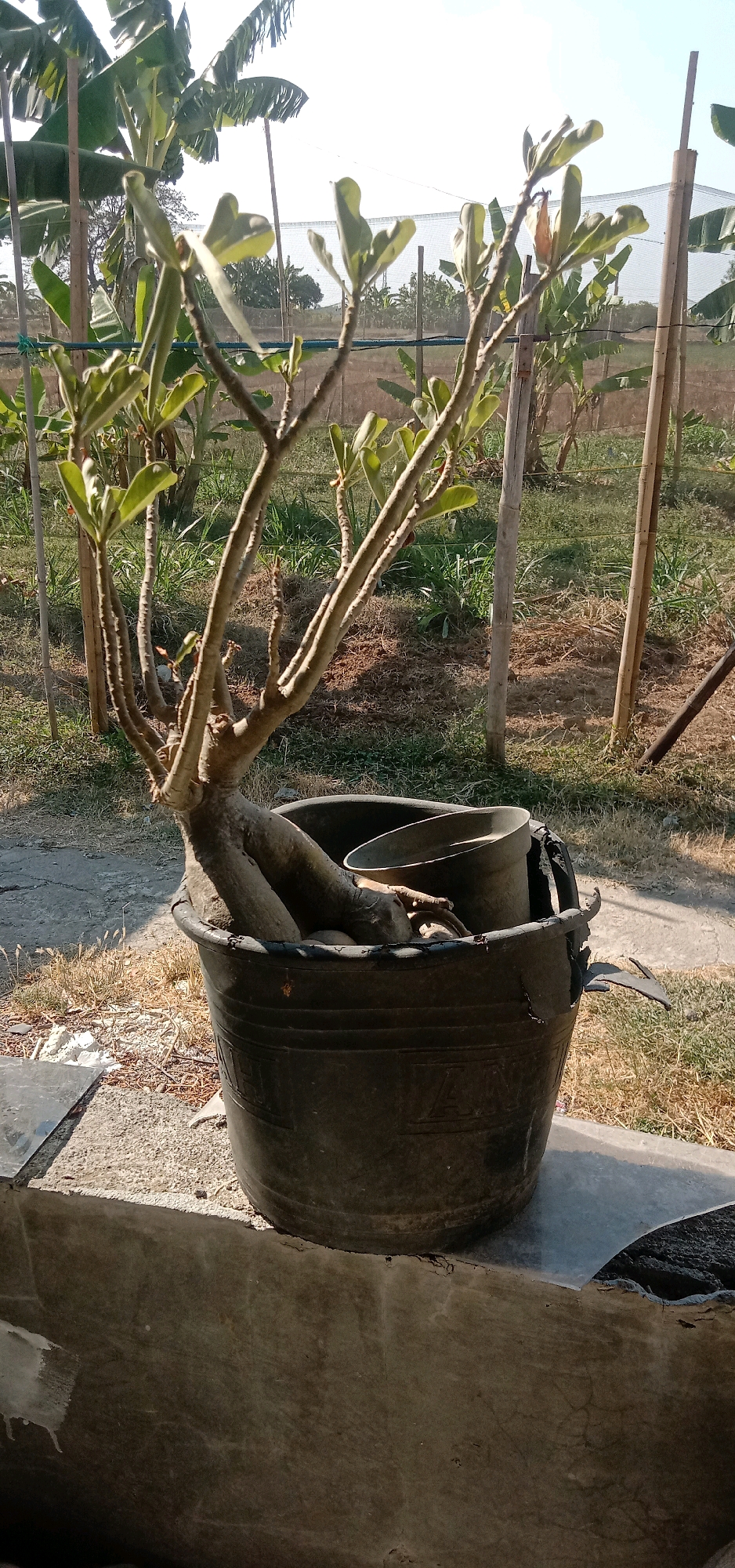 In Cangkring Rembang, Indonesia, a desert rose plant, characterized by its thick, gnarled trunk and branches with sparse green leaves, sits in a large, dark plastic pot. The pot is cracked and shows signs of wear, with another smaller pot nested inside it. The scene is outdoors, with dry grass and soil visible around the pot. In the background, banana trees and bamboo poles suggest a rural or agricultural setting. The sky is bright, indicating daytime.