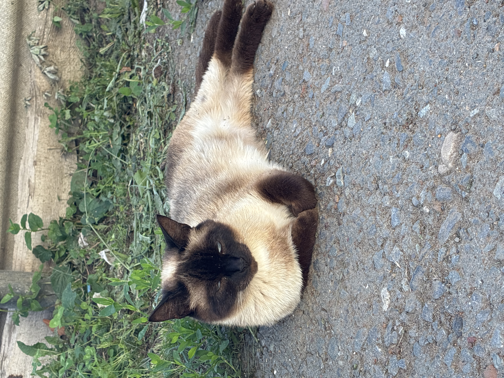 In Totskoye, Russia, a Siamese cat with cream-colored fur and dark brown points reclines on a grey, pebbled asphalt surface. The cat's body is elongated, with its front paws tucked neatly beneath its chest. Its dark brown ears are pointed upwards, and its dark brown face is partially obscured by shadow, with visible blue eyes. Green foliage grows in the background, adjacent to a weathered wooden structure. The lighting suggests it is daytime, with shadows indicating the sun's position.