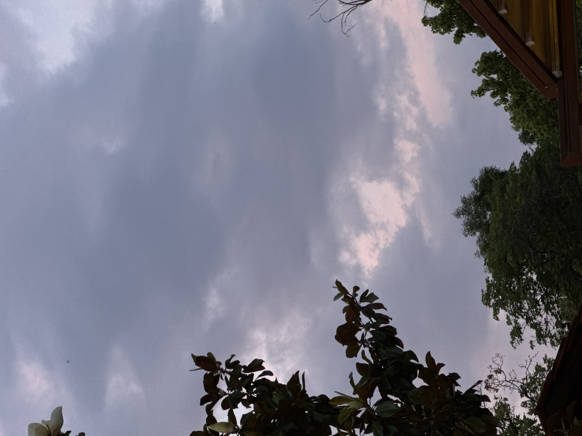The image shows a cloudy sky with trees and a rooftop. A large flower, possibly a magnolia, is visible in the upper left corner. Dark green leaves and branches of a tree are prominent in the left and center portions of the image, obscuring parts of the sky. In the lower part of the image, a dark brown rooftop with yellow underside is visible, along with the tops of lush green trees. The sky is filled with gray and light pink clouds, suggesting either dawn or dusk. A thin, bare branch of a tree is visible in the upper right quadrant of the image. There are no people or discernible actions taking place. The environment appears to be outdoors, likely in a residential or garden area within an unknown city.