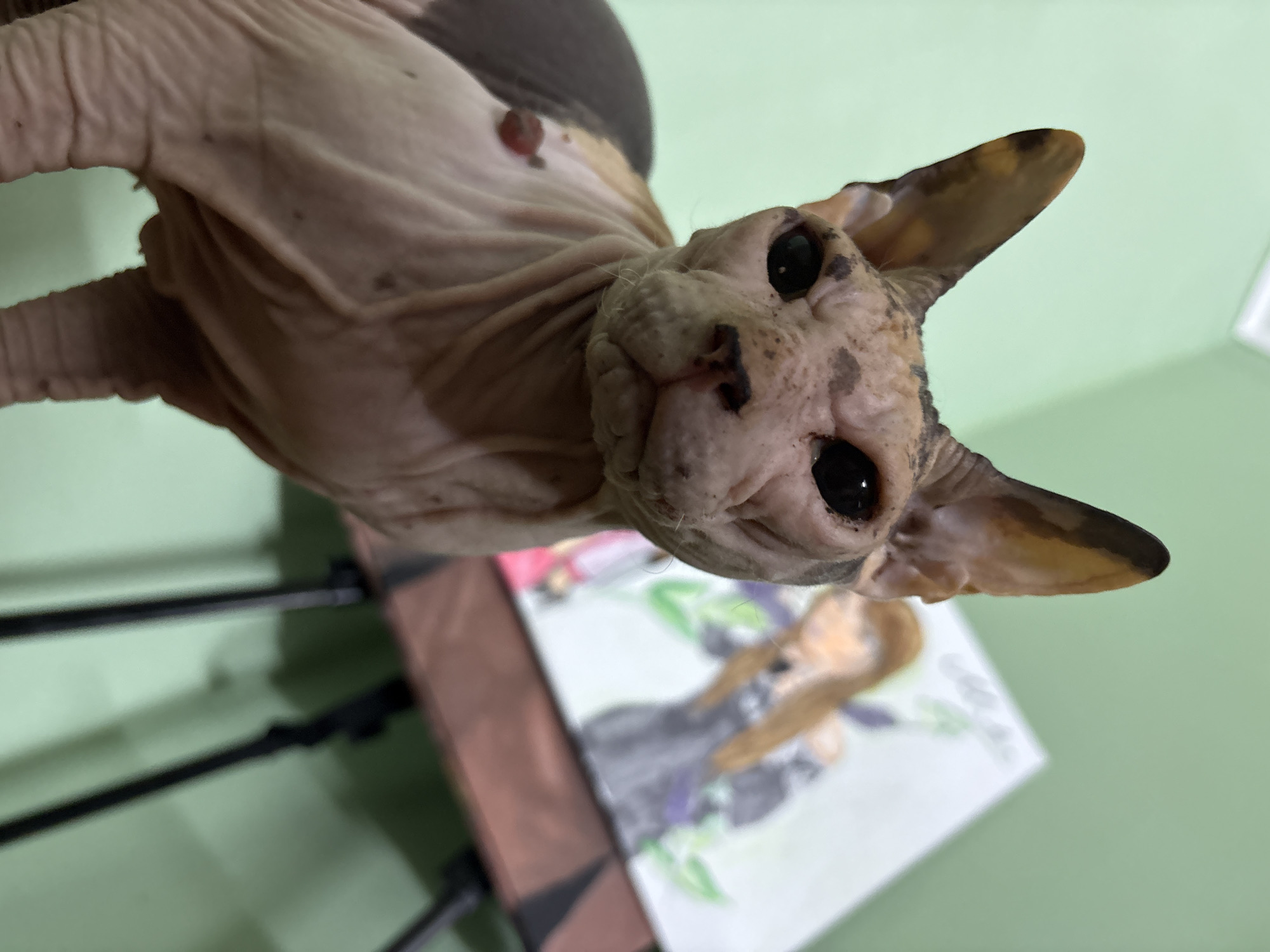 A close-up, low-angle, indoor shot captures a Sphynx cat with wrinkled pink skin and dark markings on its head and body, looking directly at the camera. The cat has large, dark eyes and prominent ears with brownish-orange tips. A small, reddish growth is visible on the cat's shoulder. In the blurred background, an easel supports a canvas painting of a person with long blonde hair, wearing a dark dress, and surrounded by greenery. The environment appears to be a room with light green walls. The image does not provide any information or context about the city of Almaty, Kazakhstan.