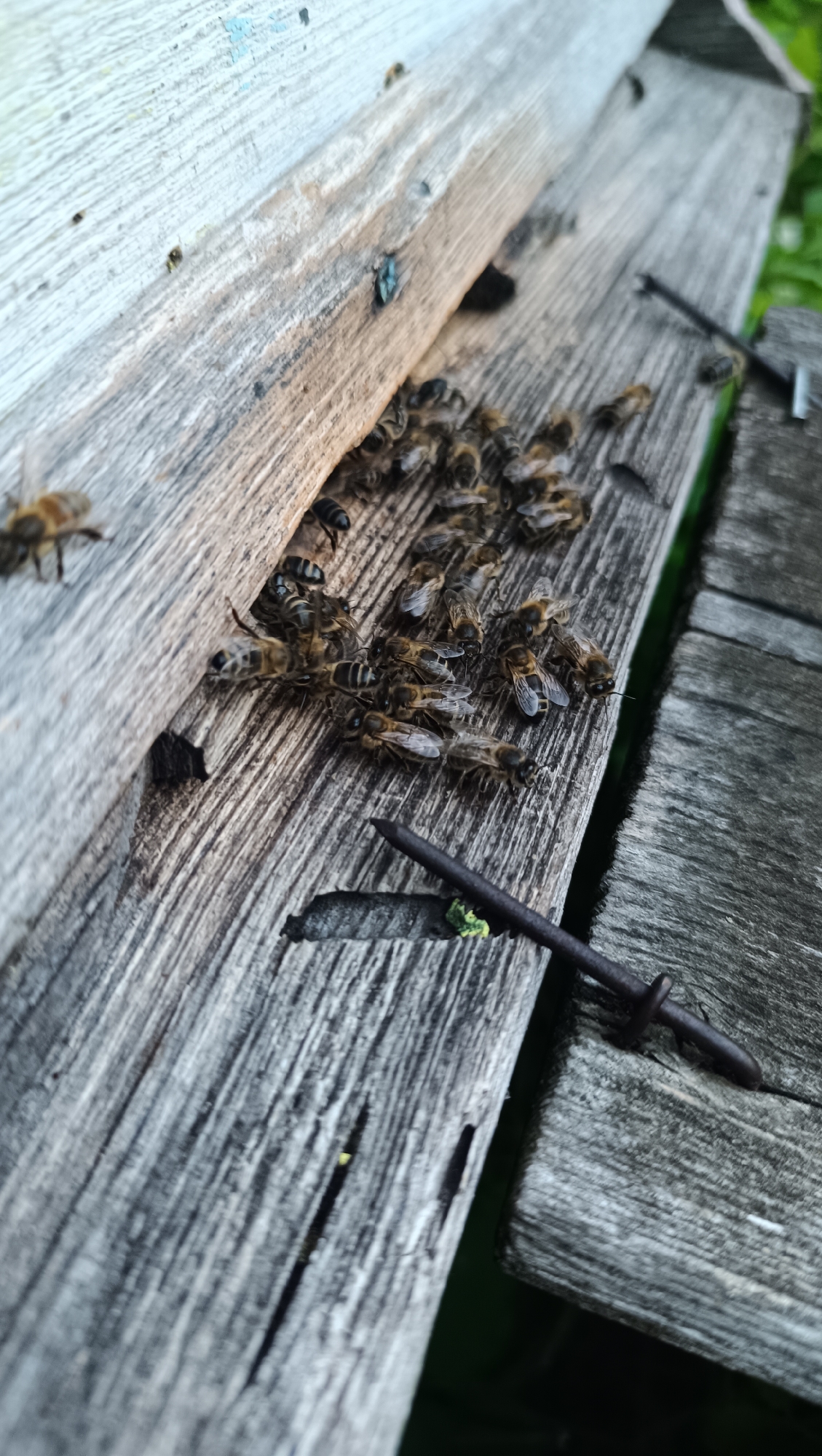 In Karsha, Russia, a close-up view captures a cluster of honeybees on the weathered wooden surface of what appears to be a beehive. The bees are gathered near an opening or edge of the structure, some with their wings spread, suggesting activity. The wood is greyed and shows signs of age, with visible grain and some slight damage. A single nail with a dark, metallic finish is positioned on the wood in the foreground. The background is blurred, but hints of green foliage suggest an outdoor, natural setting. The lighting is soft, indicating it might be overcast or late in the day. There are no people present in the image, and the focus is solely on the bees and their immediate environment.