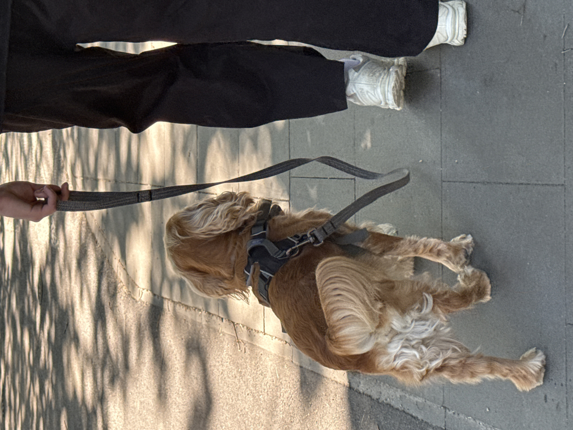The image shows a person walking a dog on a paved sidewalk. The dog, a medium-sized, golden-colored breed, is walking ahead of the person, who is holding a leash. The person is wearing dark pants and white athletic shoes. The sidewalk is made of gray rectangular pavers, and there is a curb to the left. The background consists of a textured surface with dappled sunlight, possibly a road or path, with shadows from trees cast across it. The scene appears to be outdoors in a city environment.