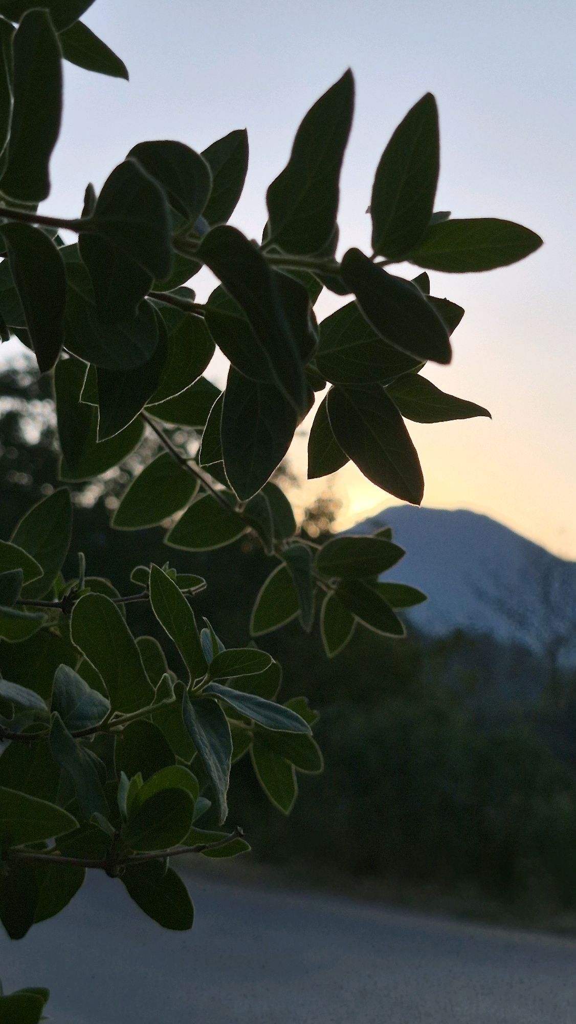 A close-up shot focuses on the dark green leaves of a tree branch, silhouetted against a hazy sky at dusk. The leaves, some with thin, lighter-colored outlines, are clustered together, obscuring the background. In the distance, a blurred mountain range is visible, illuminated by the soft glow of the setting sun. The sky transitions from a pale blue at the top to a warm, orange-pink hue near the horizon. A dark, out-of-focus area suggests a road or ground surface at the bottom of the frame, and darker foliage creates a blurred backdrop behind the main subject.