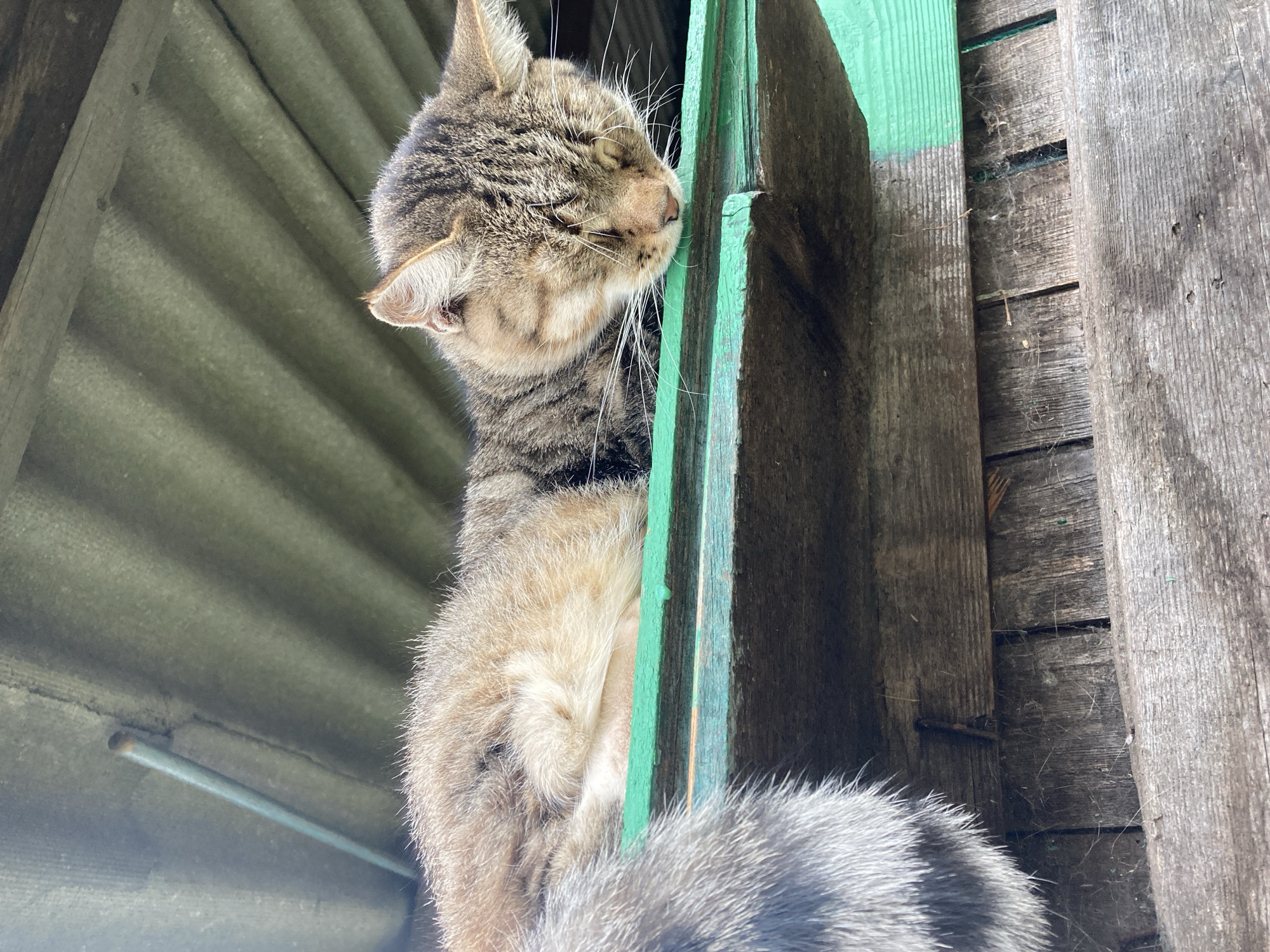 A tabby cat is sleeping on a green wooden plank, its body curled up and its face resting on its paws. The cat's fur is a mix of brown, black, and white stripes. Its tail, with dark rings, hangs over the edge of the plank. The plank is supported by weathered wooden boards, and a corrugated green roof is visible in the background. The scene appears to be outdoors, possibly in a backyard or shed.