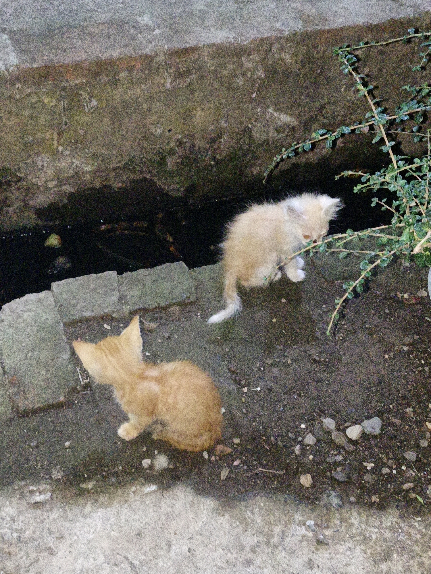 The image shows two ginger kittens in an outdoor environment. One kitten is light tan and is positioned on the right side of the frame, sniffing a small green plant. The other kitten is a deeper ginger color and is on the left side of the frame, facing away from the camera, looking down at the ground. They are near a drain or shallow water channel, with concrete or stone steps leading up from it. The ground appears to be dirt and gravel. The background includes a rough, textured wall or embankment. The scene is consistent with an outdoor alley or a backyard area in a residential setting, such as Cikal, Indonesia.