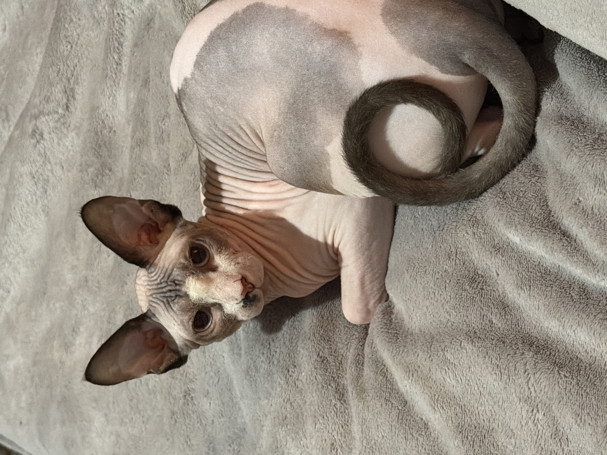 A sphynx cat with pink skin and patches of grey fur is lying on a textured grey blanket. The cat has large ears, a wrinkled face, and dark eyes. Its tail is curled in a tight spiral. The background is a soft, wrinkled grey blanket. The image appears to have been taken indoors.