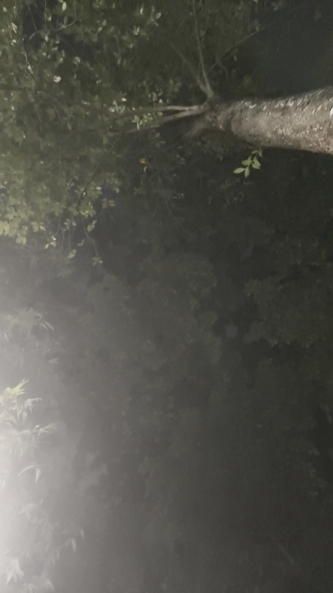 The image depicts a close-up, vertical view of a tree trunk and branches against a dark, blurry background. The tree is likely in a densely vegetated area, possibly a park or a dense residential neighborhood in South Jakarta, Indonesia, given the presence of foliage and what appears to be ambient light creating a hazy effect. The tree trunk, positioned diagonally from the bottom right to the top left, is textured and appears wet or illuminated by a light source from the left, casting a bright, diffused glow that obscures details in the lower portion of the image. The leaves are a dark green, and some are illuminated, suggesting they are on branches extending from the main trunk. The overall atmosphere is subdued, with a lack of distinct features in the background, which is a uniform dark green and black, indicative of nighttime or heavy shade. There are no people or discernible actions visible in the frame.