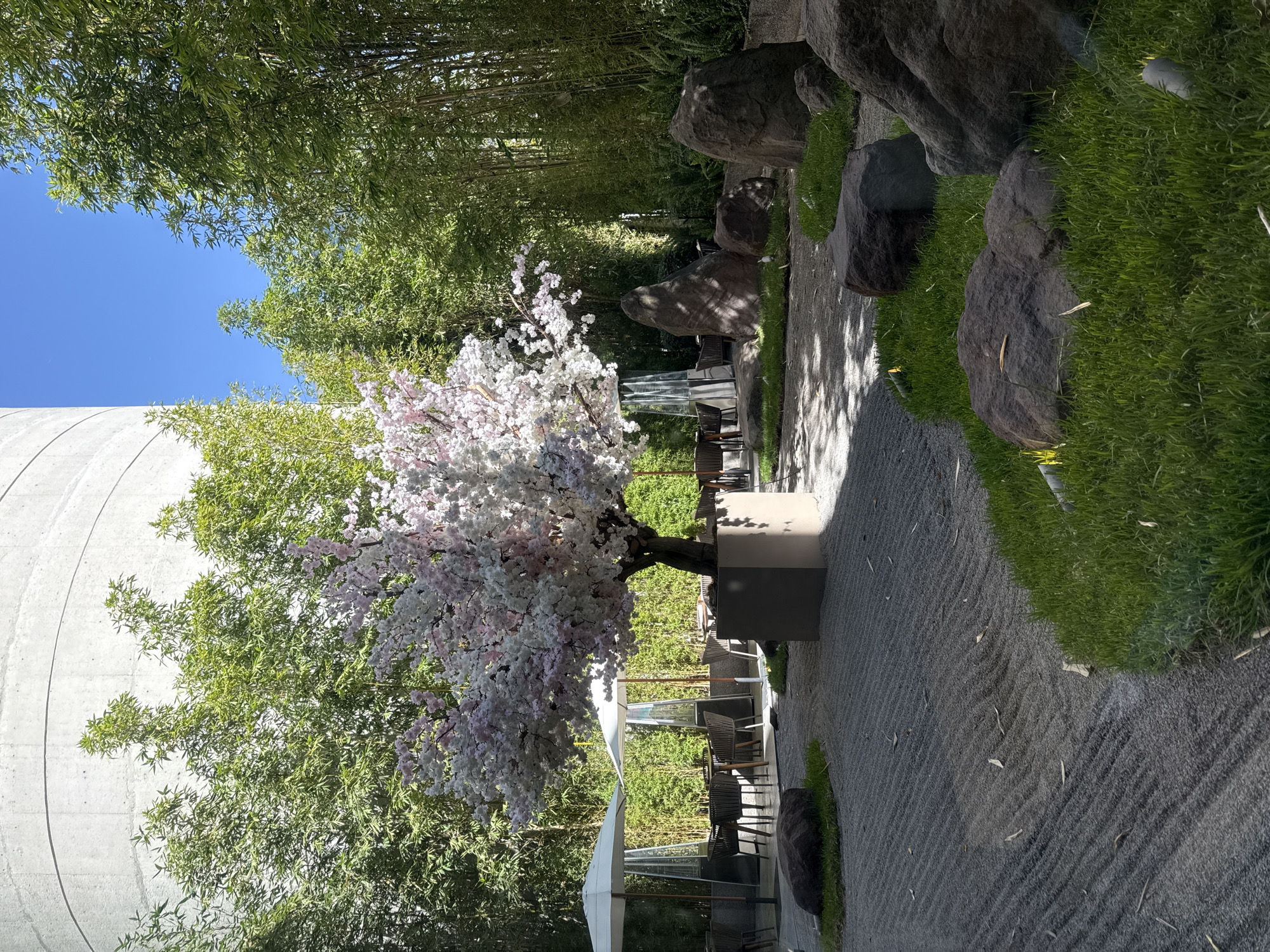 This image depicts an outdoor patio and garden area at Arigato Sushi & Grill, located at Blvd. Miguel de Cervantes Saavedra 303, Granada, Miguel Hidalgo, 11520 Ciudad de México, CDMX, Mexico. The scene features a meticulously maintained Japanese-style garden with a central, large artificial cherry blossom tree displaying dense white and pink flowers, planted in a square grey container. In the foreground and midground, a dark grey gravel zen garden is visible, characterized by precisely raked parallel lines. Interspersed within the gravel and along its edges are irregular patches of vibrant green grass and multiple large, dark grey boulders of varying sizes. A dense grove of tall green bamboo trees forms a natural screen along the perimeter of the garden, extending towards the right and rear. To the upper left, a segment of a curved, light grey concrete building wall is visible, indicative of modern architecture. An outdoor dining area is positioned to the left of the cherry blossom tree, featuring two open white patio umbrellas, multiple round tables with dark chairs, and at least two pyramid-shaped outdoor heaters. The sky above is clear and blue. No individuals are present in the scene. The area is well-lit by natural sunlight, casting shadows from the trees, umbrellas, and boulders onto the gravel and grass.