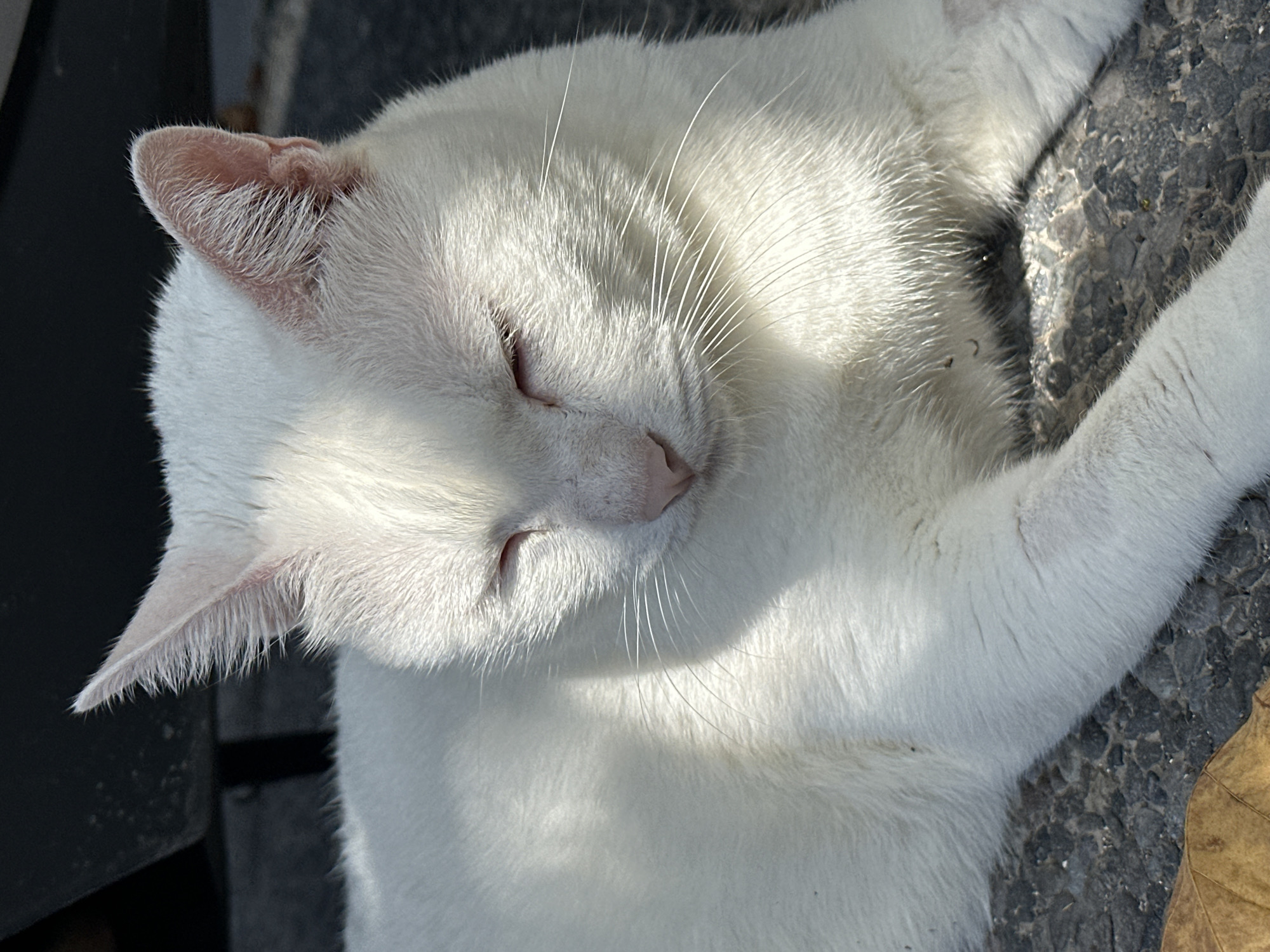 A white cat is lying on the ground in what appears to be a public space in Sukawati, Indonesia. The cat is resting with its eyes closed, bathed in sunlight which casts shadows across its face and body. The ground beneath the cat is paved with dark, rough material, possibly asphalt or a similar composite, interspersed with small stones. To the left of the cat, a dry, brown leaf is visible, indicating an outdoor environment. In the background, a dark object, possibly a bench or a similar piece of furniture, is partially visible. The overall scene is one of tranquility, with the cat seemingly at ease in its surroundings.