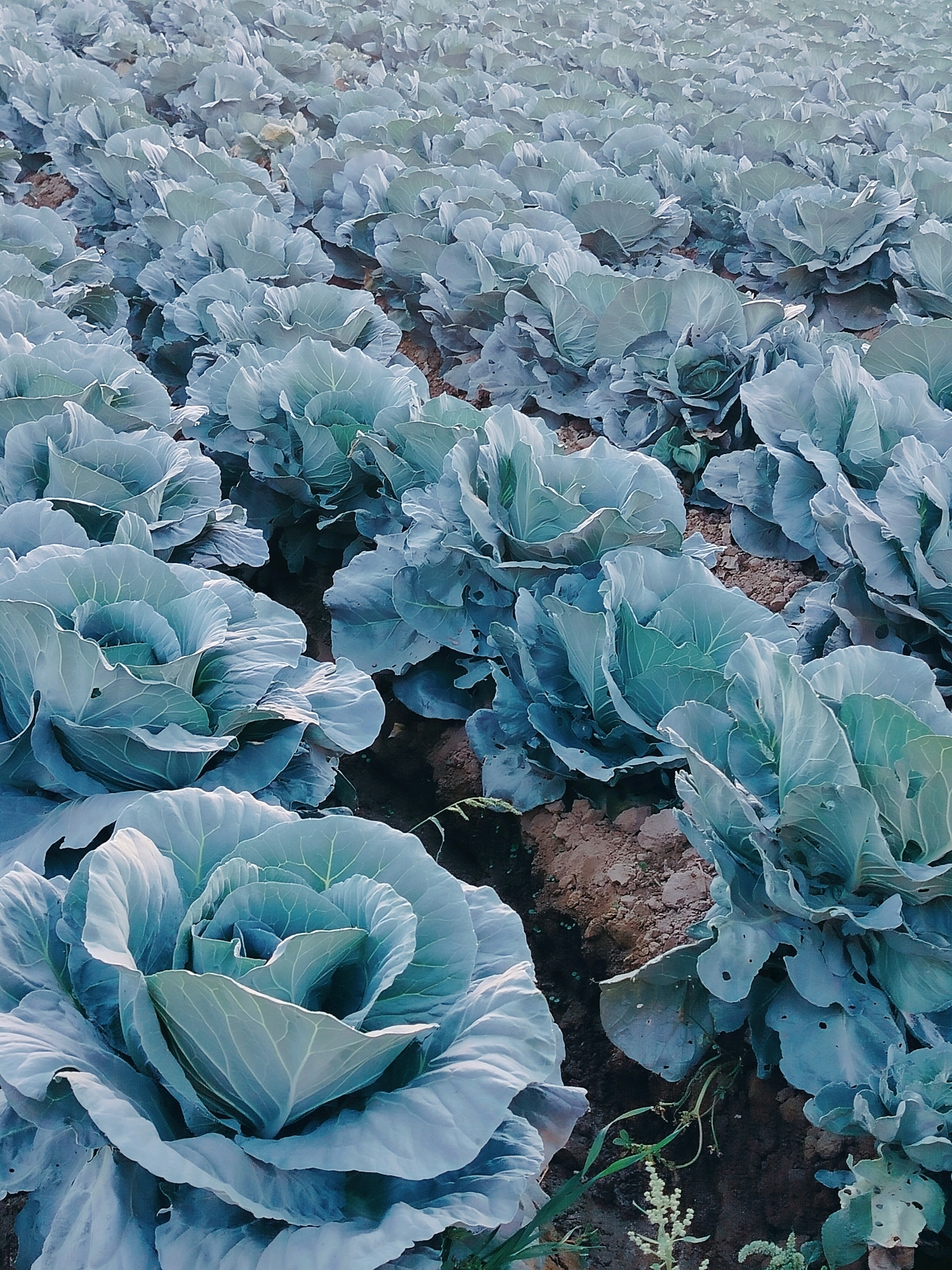 A field of cabbages is shown in this image, with rows of large, leafy heads stretching into the distance. The cabbages are a pale green or blue-green color, and their leaves are tightly packed, forming dense heads. The soil between the rows appears to be dark brown and somewhat dry. The overall lighting suggests an overcast day or early morning/late evening. The image is taken from a slightly elevated perspective, looking down on the field. There are no people or animals visible in the scene. This image is not specific to the city of Көлкент, Kazakhstan.