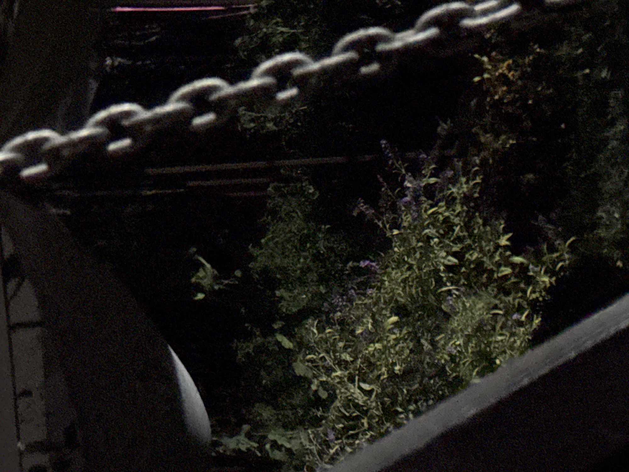 The image shows a dark, outdoor scene with foliage and a prominent metal chain. The foliage appears to be a mix of green and yellow leaves, with some purple flowers visible. The chain is thick and appears to be made of interconnected links, hanging vertically. The background is dark and indistinct, suggesting it is nighttime. There is a hint of a light source on the left side, possibly a reflected glow. The scene is located in the city of Vostok, Kyrgyzstan.