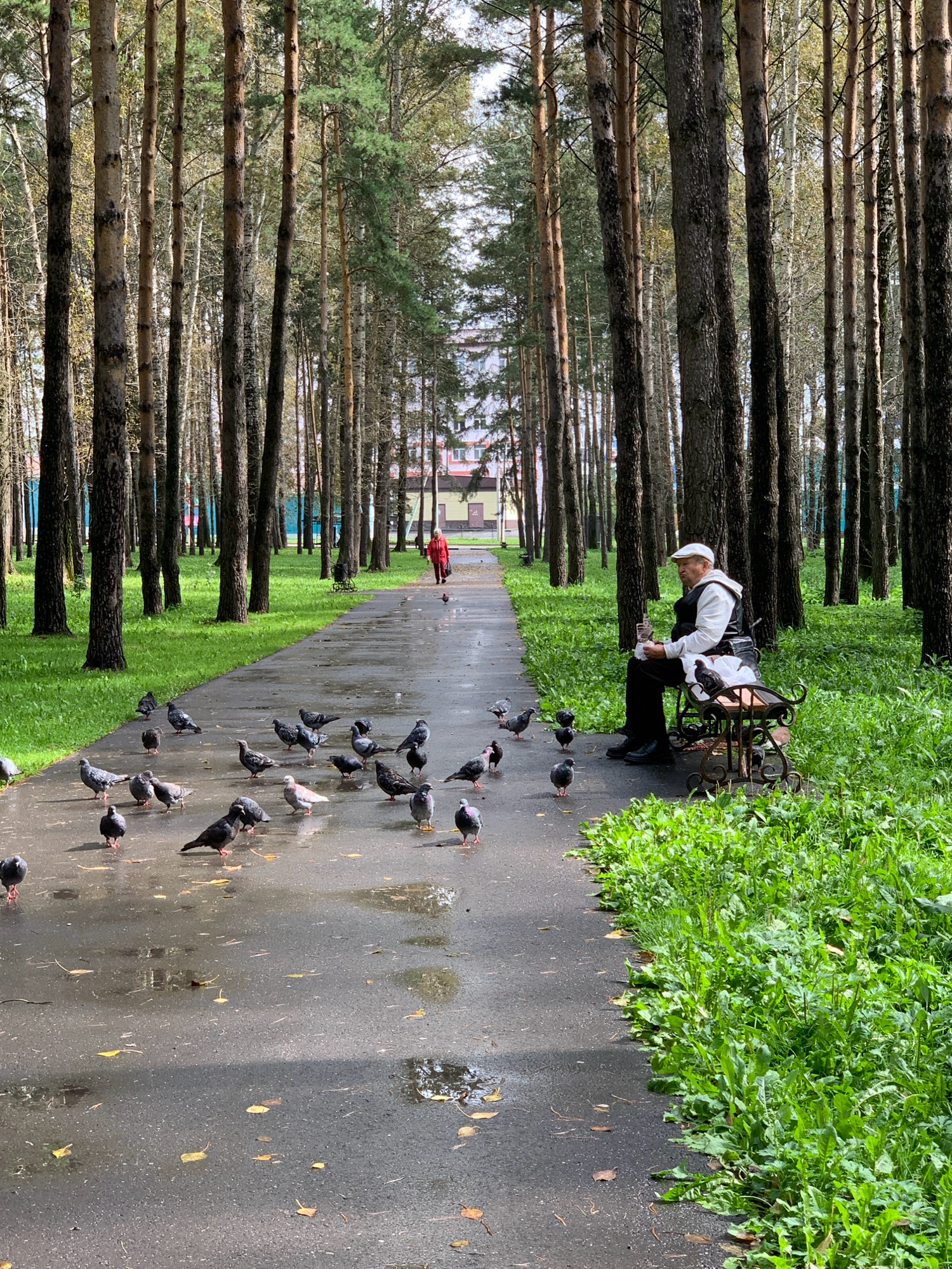 The image depicts a park scene in Prokopyevsk, Russia, characterized by a pathway lined with tall trees and lush green grass. In the foreground, a flock of pigeons gathers on the wet asphalt pathway, some pecking at the ground. To the right, an elderly man wearing a white cap, a white vest over a dark shirt, and dark pants sits on a decorative bench. He holds a cup in his right hand and a white bag in his lap. Several pigeons are also near the bench. In the background, a woman in a red coat walks away from the camera down the pathway, and further in the distance, a building with windows is visible. The weather appears overcast, with the pathway showing signs of recent rain.